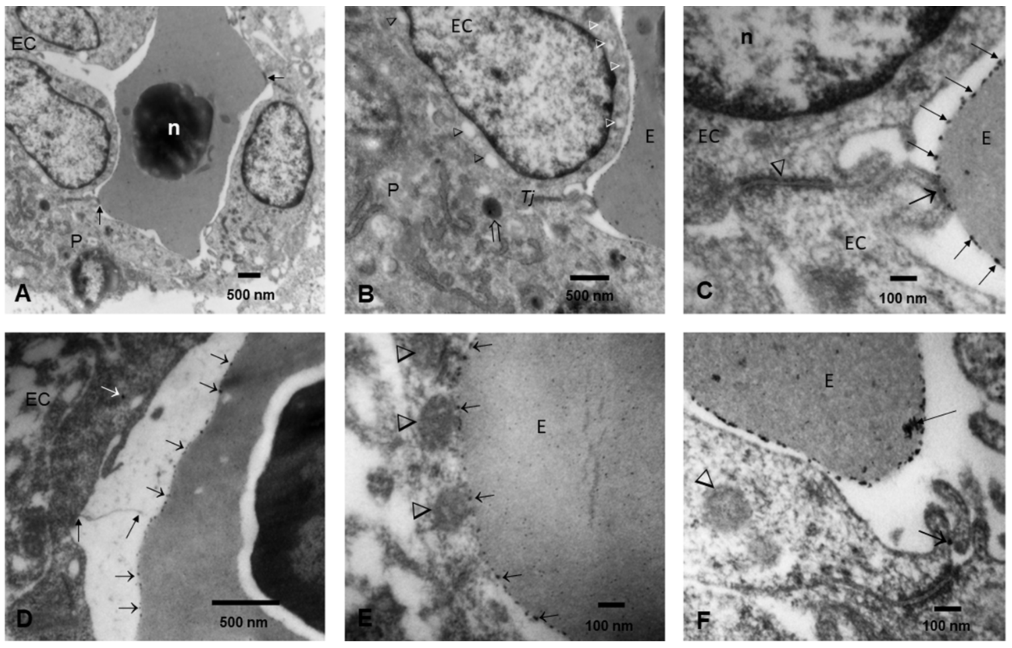 Biomedicines 10 00410 g007