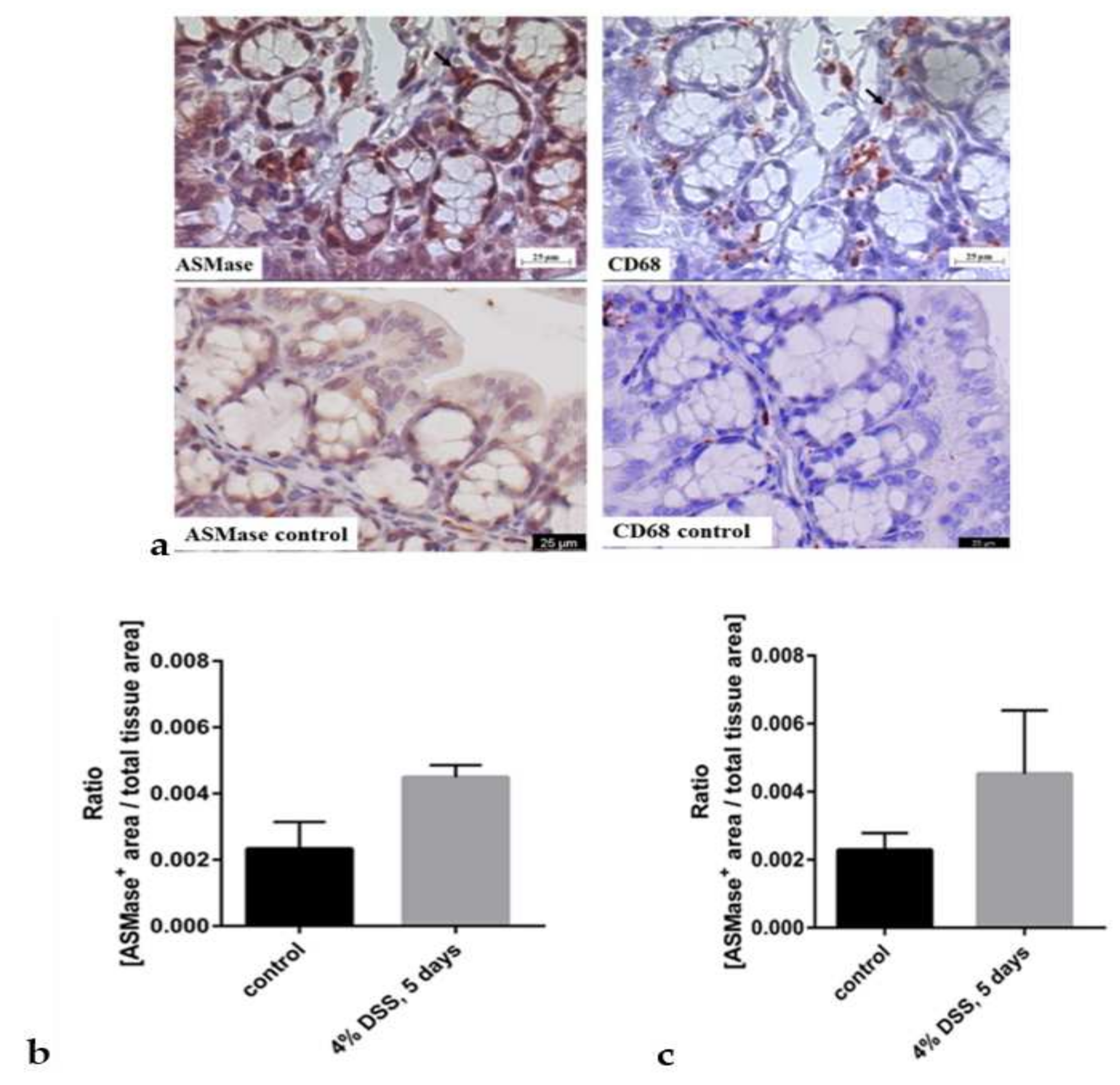 Biomedicines 10 00413 g003a Biomedicines 10 00413 g003a