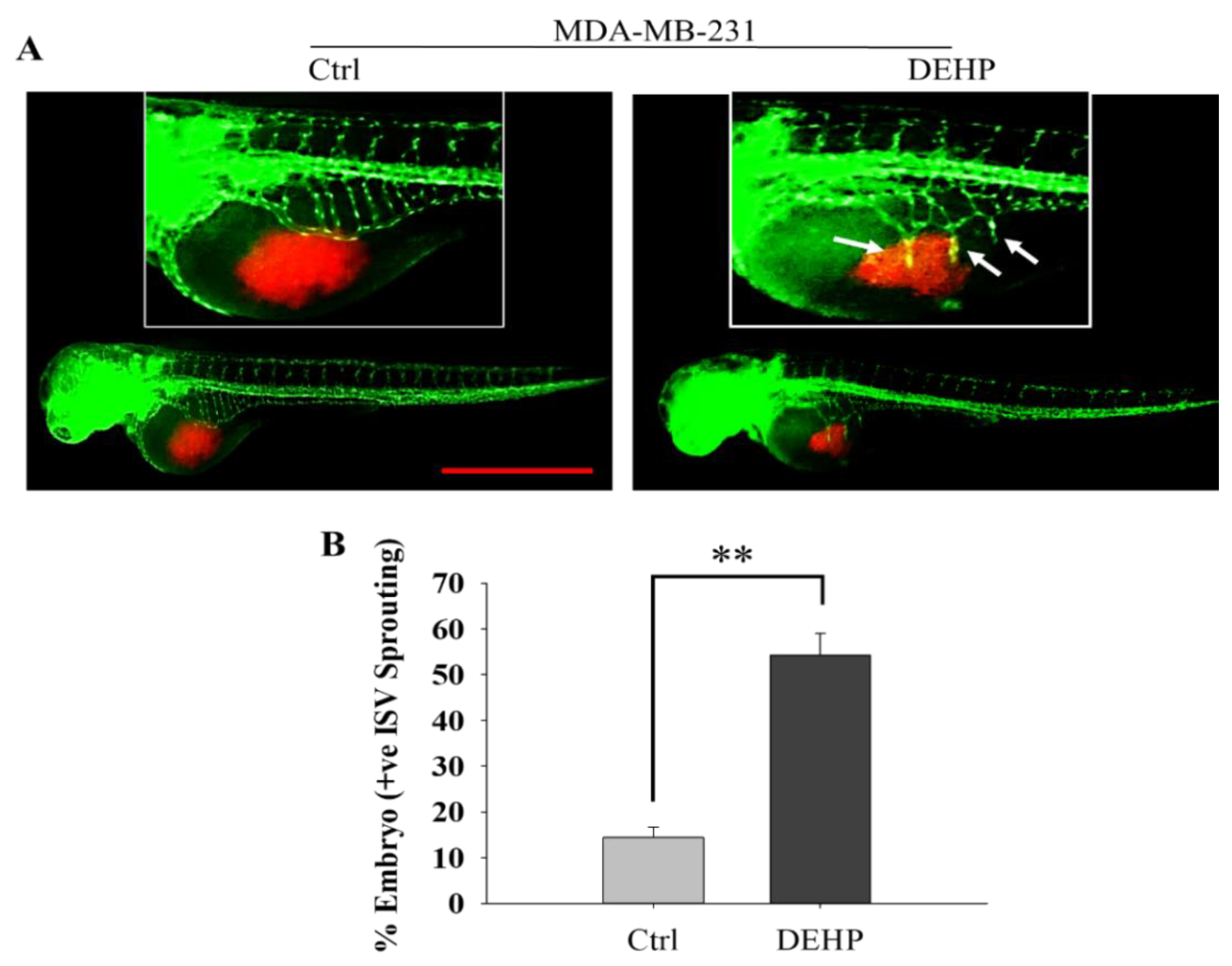 Biomedicines 10 00417 g001 Biomedicines 10 00417 g001