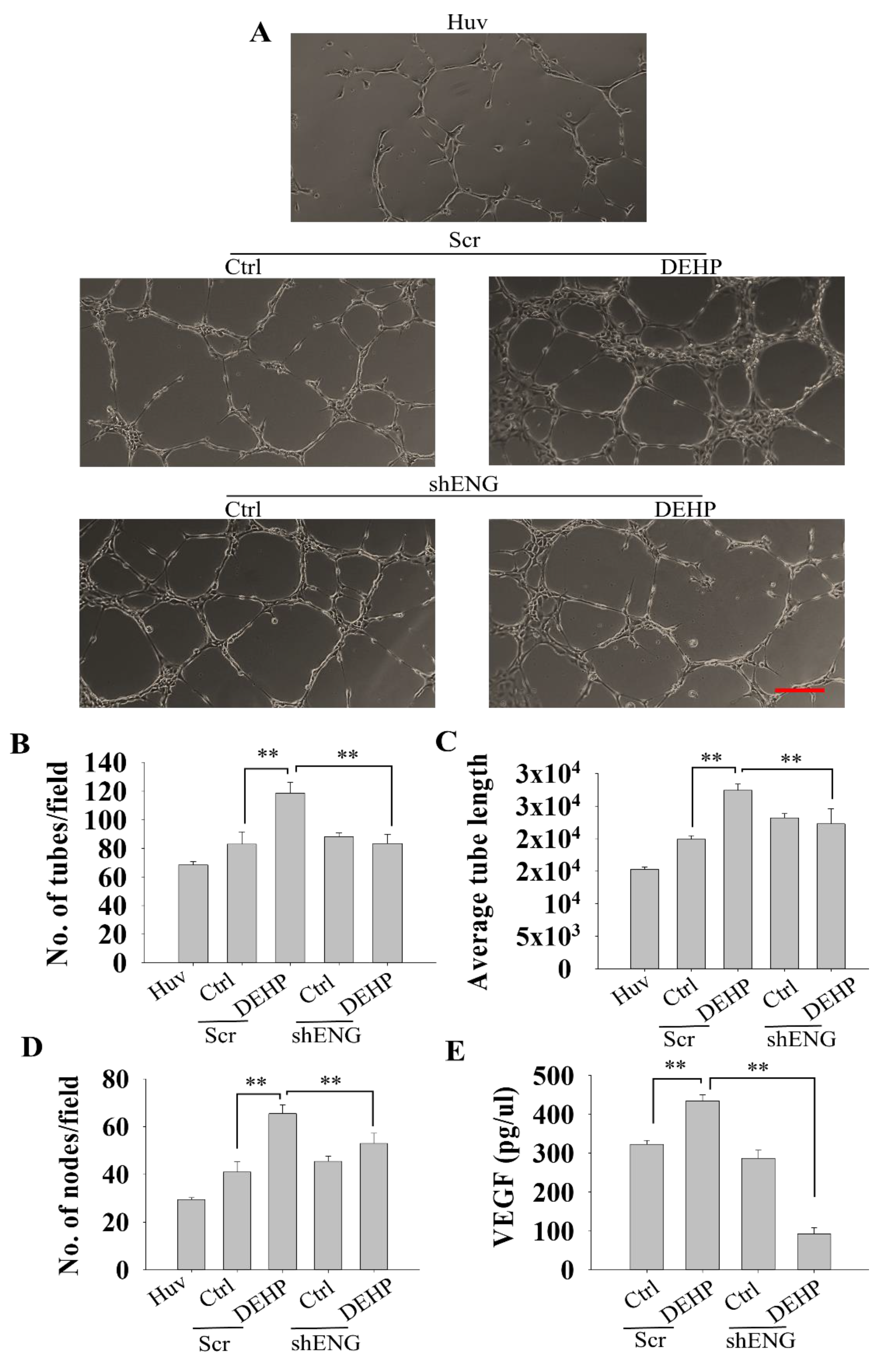 Biomedicines 10 00417 g004 Biomedicines 10 00417 g004