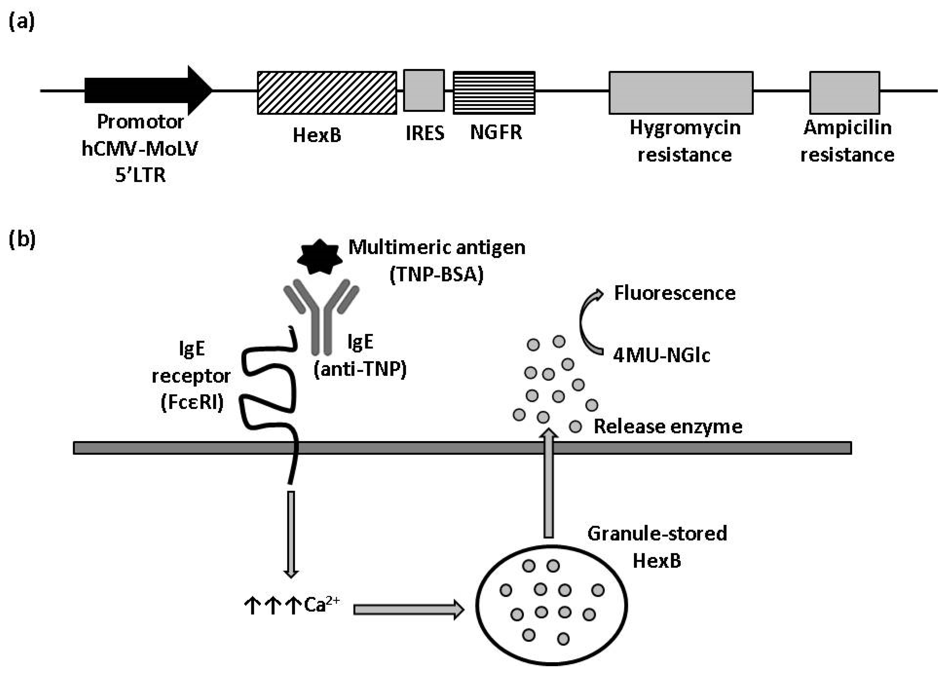 Biomedicines 10 00422 g001 550