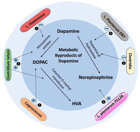 Role of Microbiota-Gut-Brain Axis in Regulating Dopaminergic