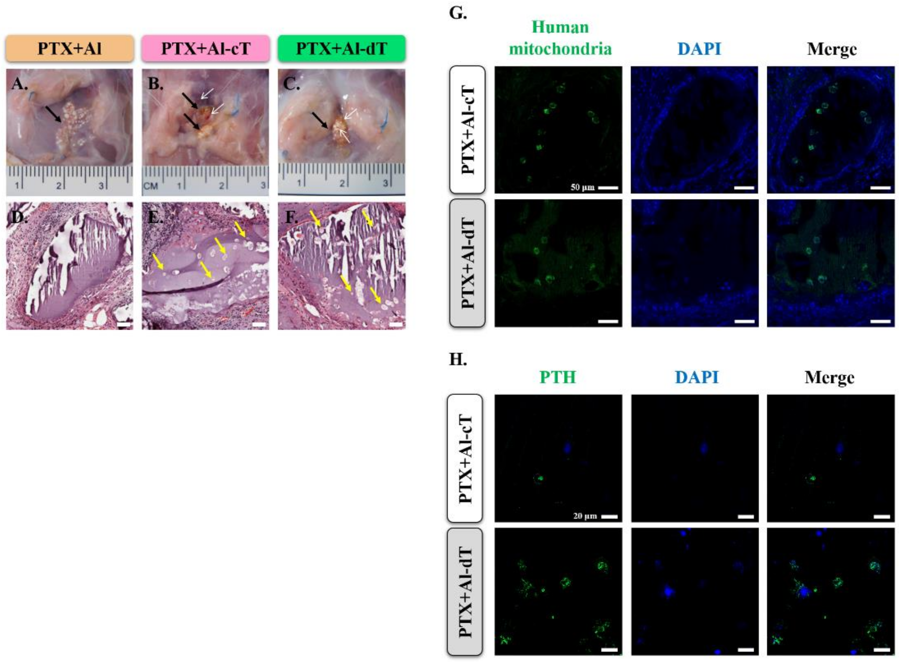 Biomedicines 10 00440 g007 550