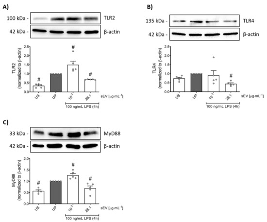 Gut Microbiota-Derived Small Extracellular Vesicles Endorse