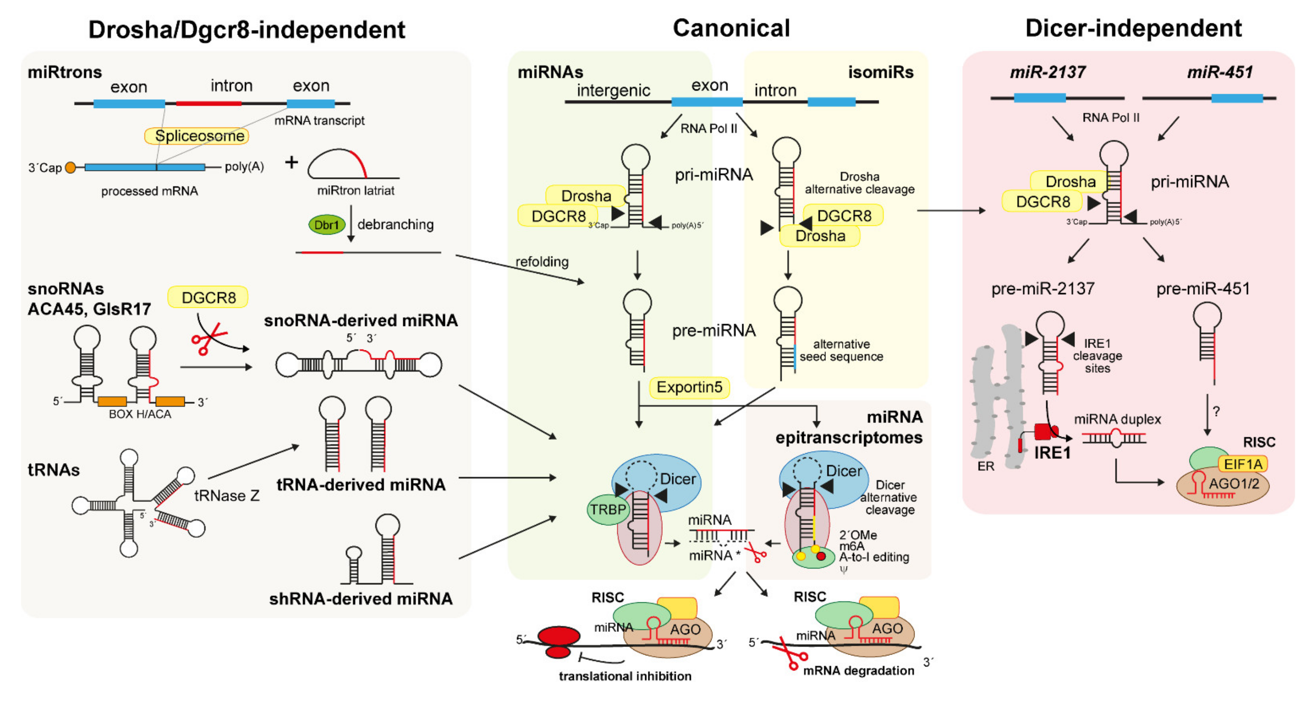 Biomedicines 10 00445 g001