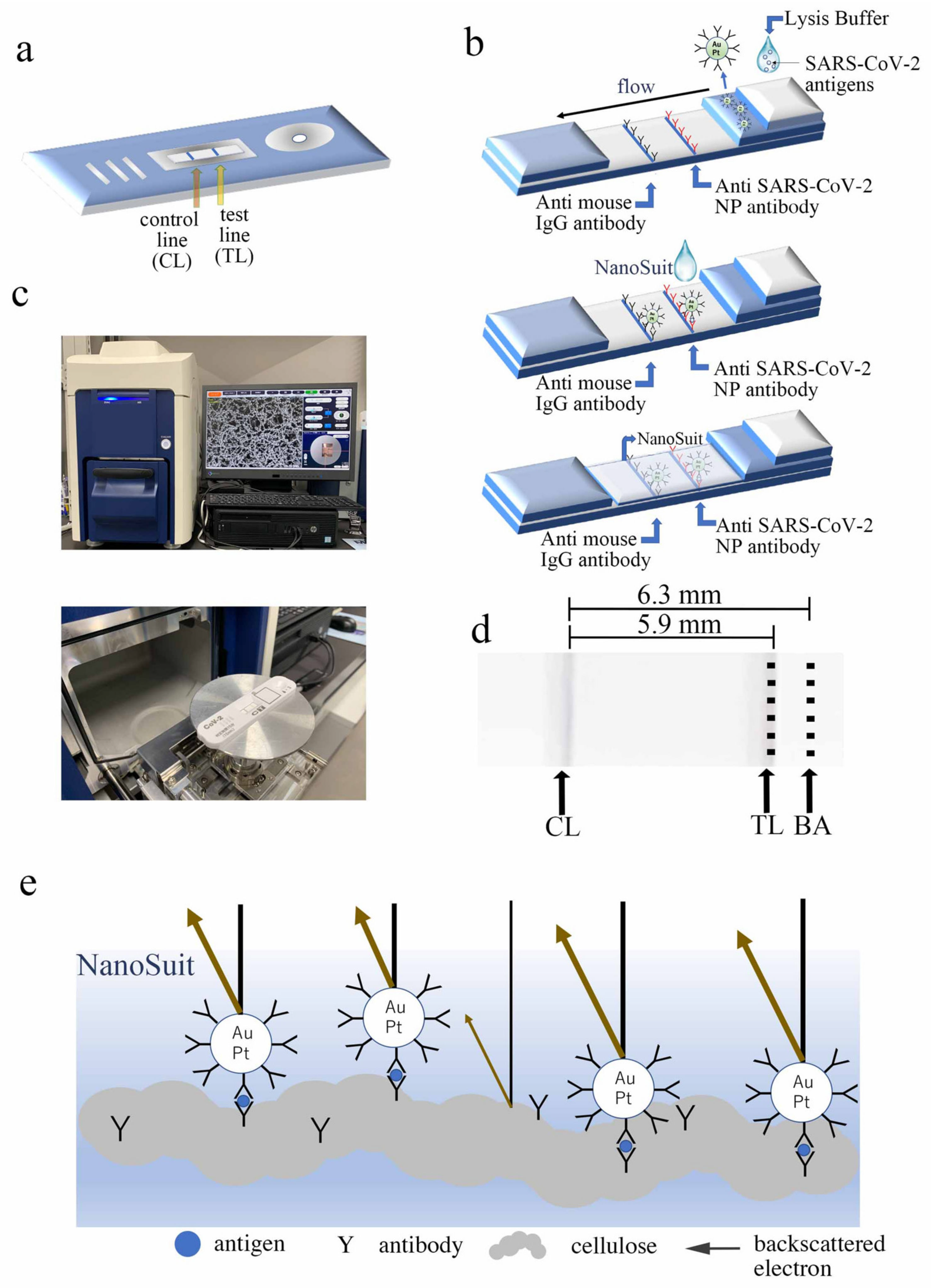 Biomedicines 10 00447 g001