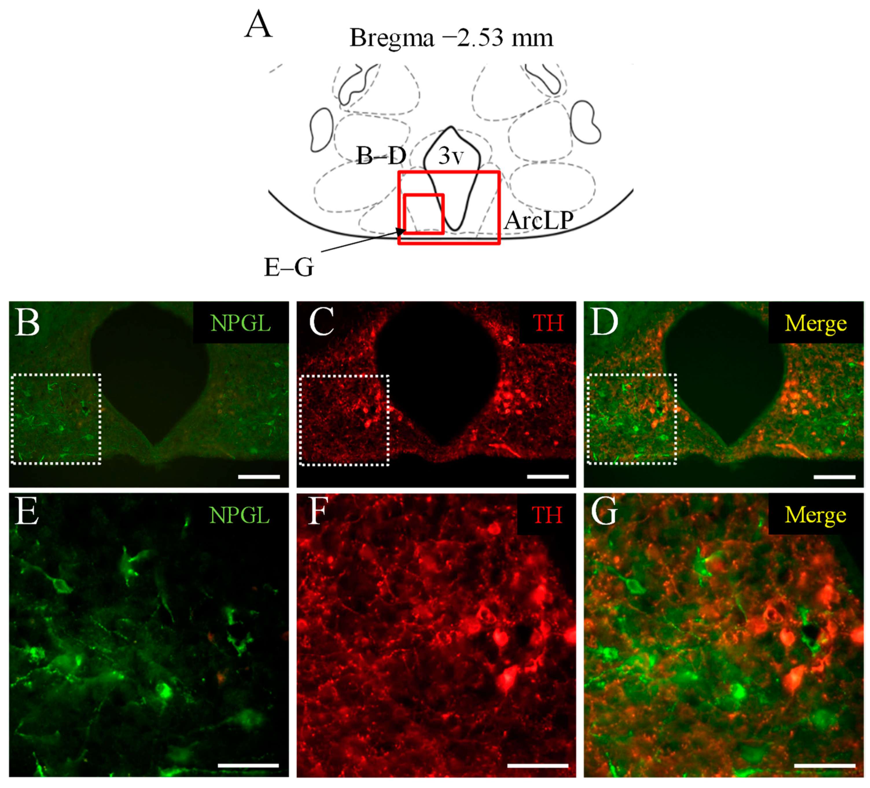 Biomedicines 10 00454 g001 550