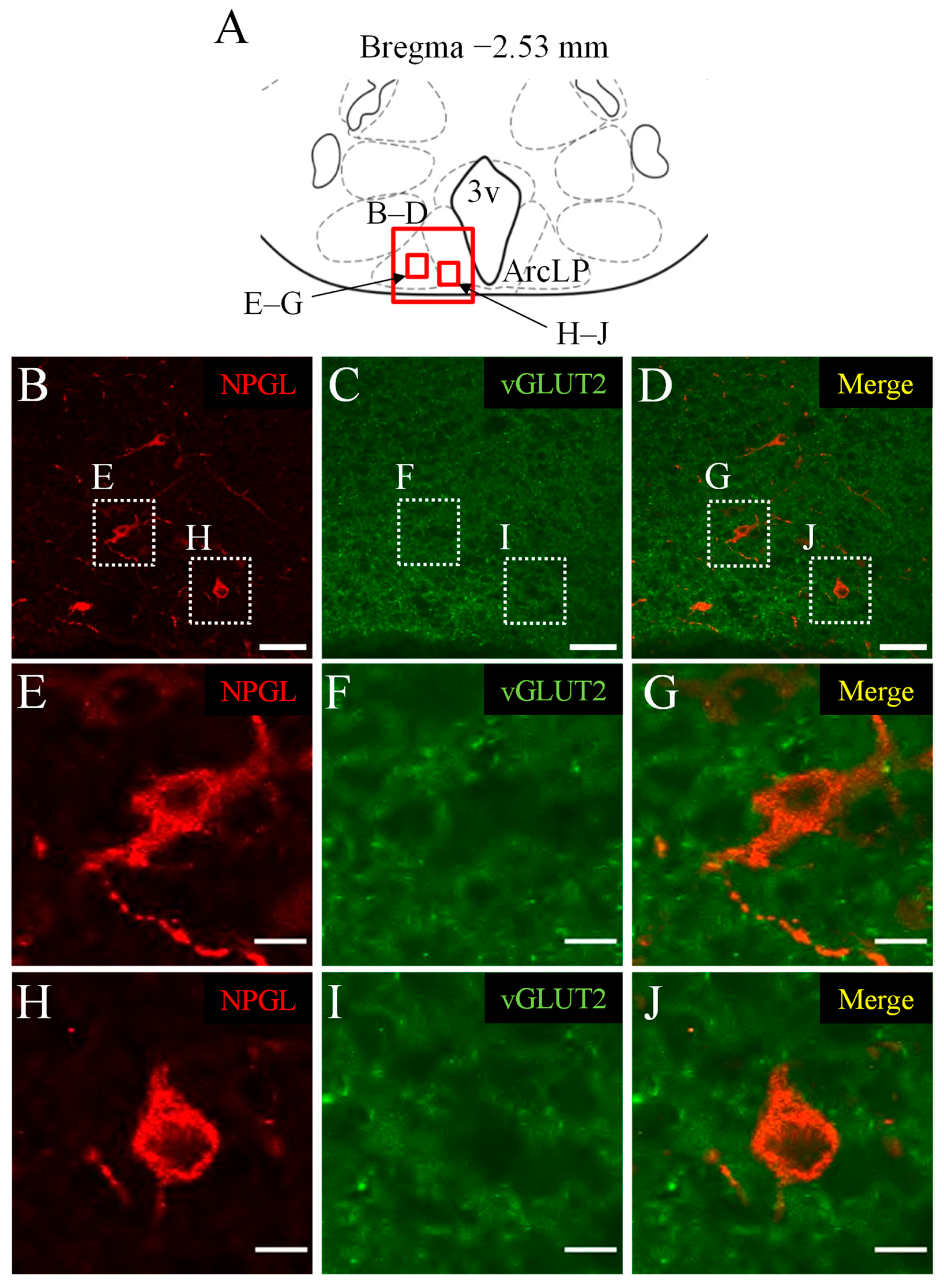 Biomedicines 10 00454 g002 550