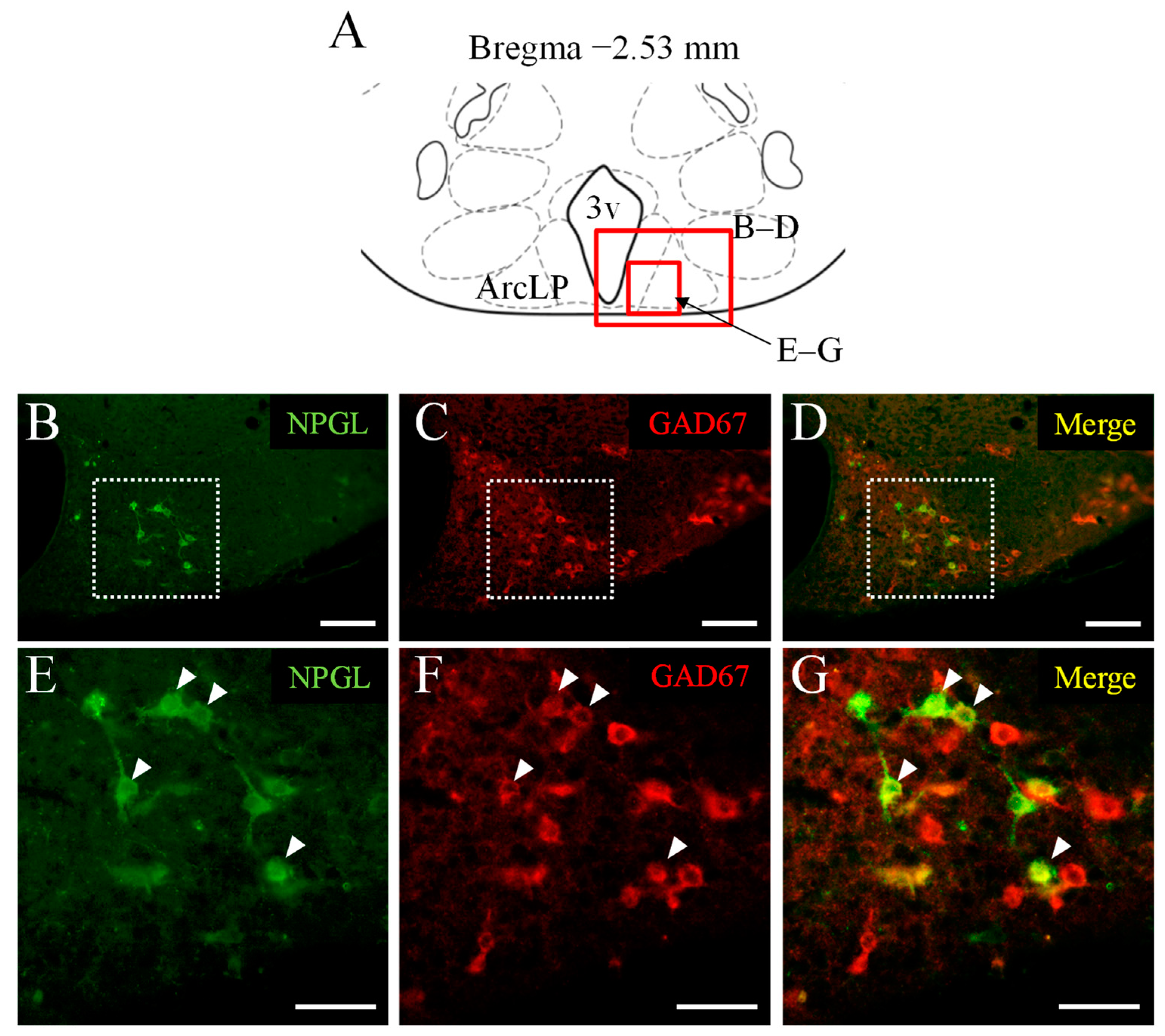 Biomedicines 10 00454 g003 550