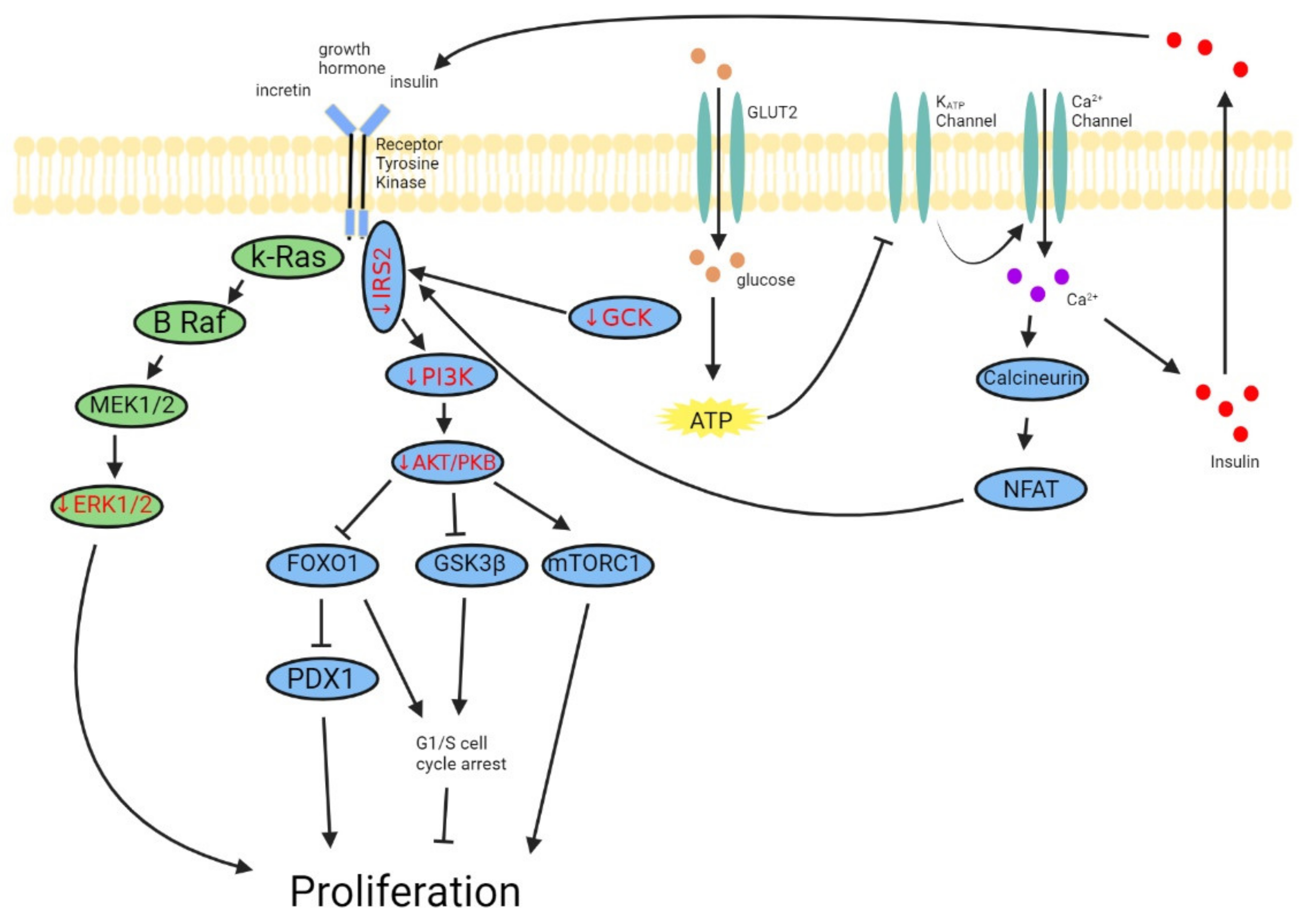 Biomedicines 10 00472 g001
