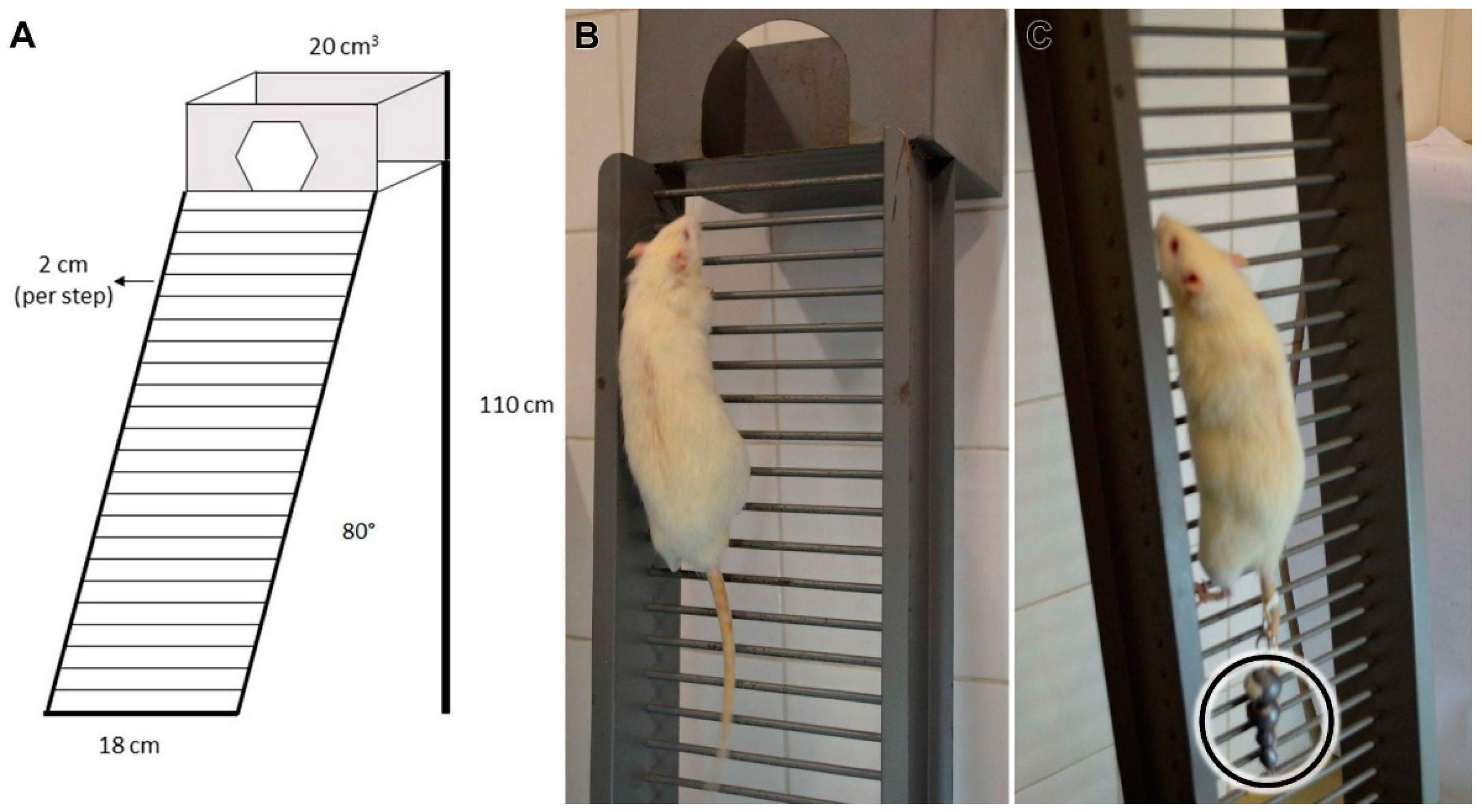 Biomedicines 10 00480 g001
