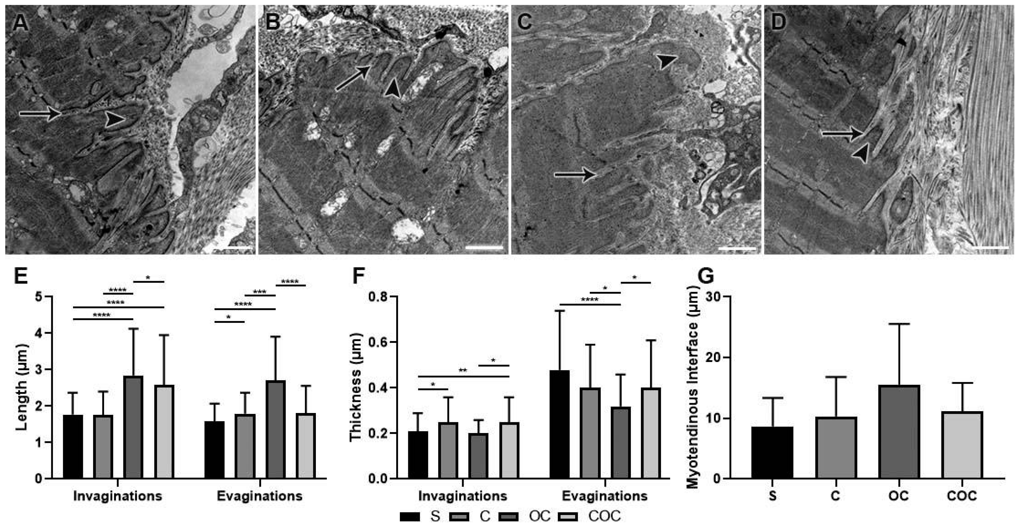 Biomedicines 10 00480 g004