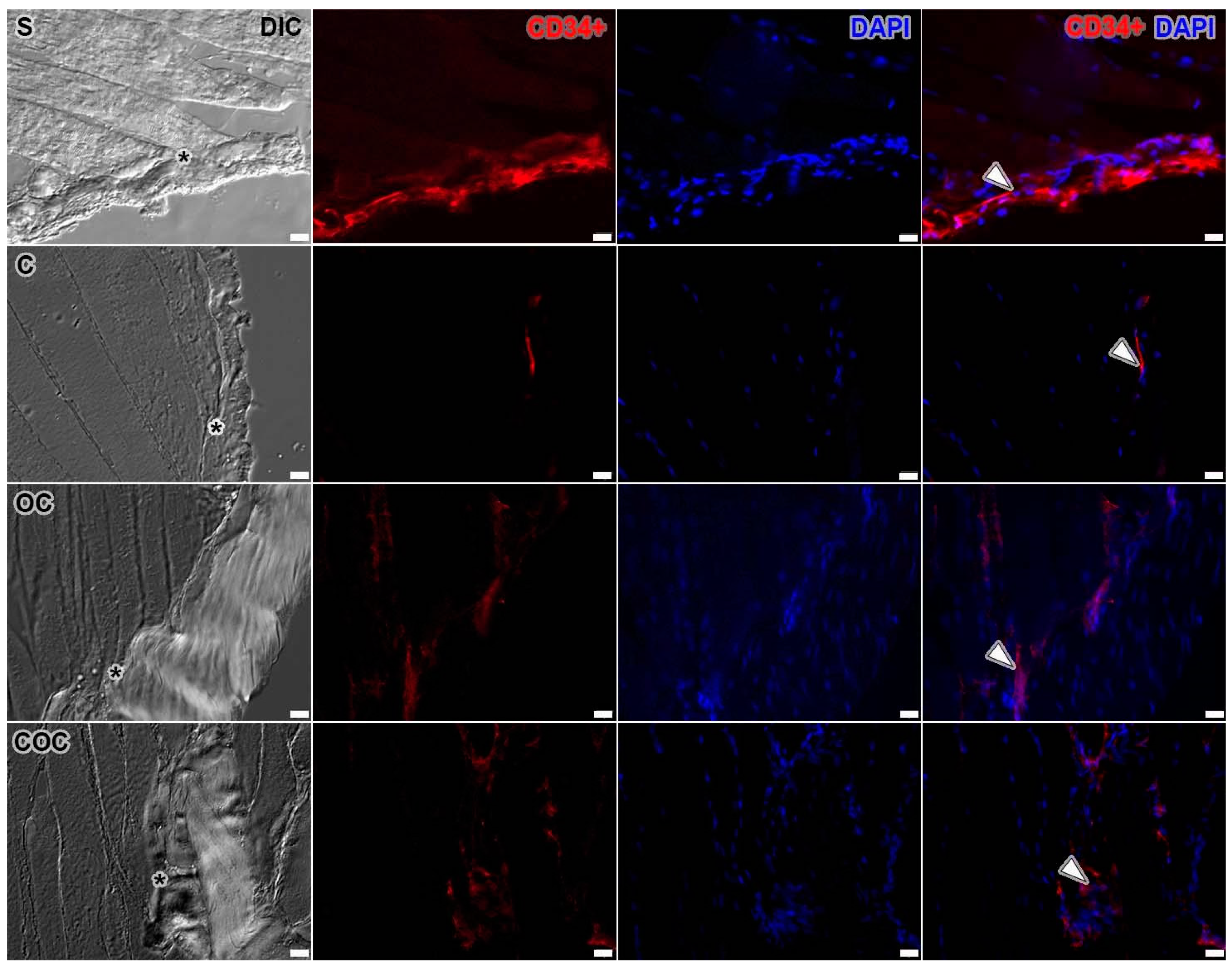 Biomedicines 10 00480 g006
