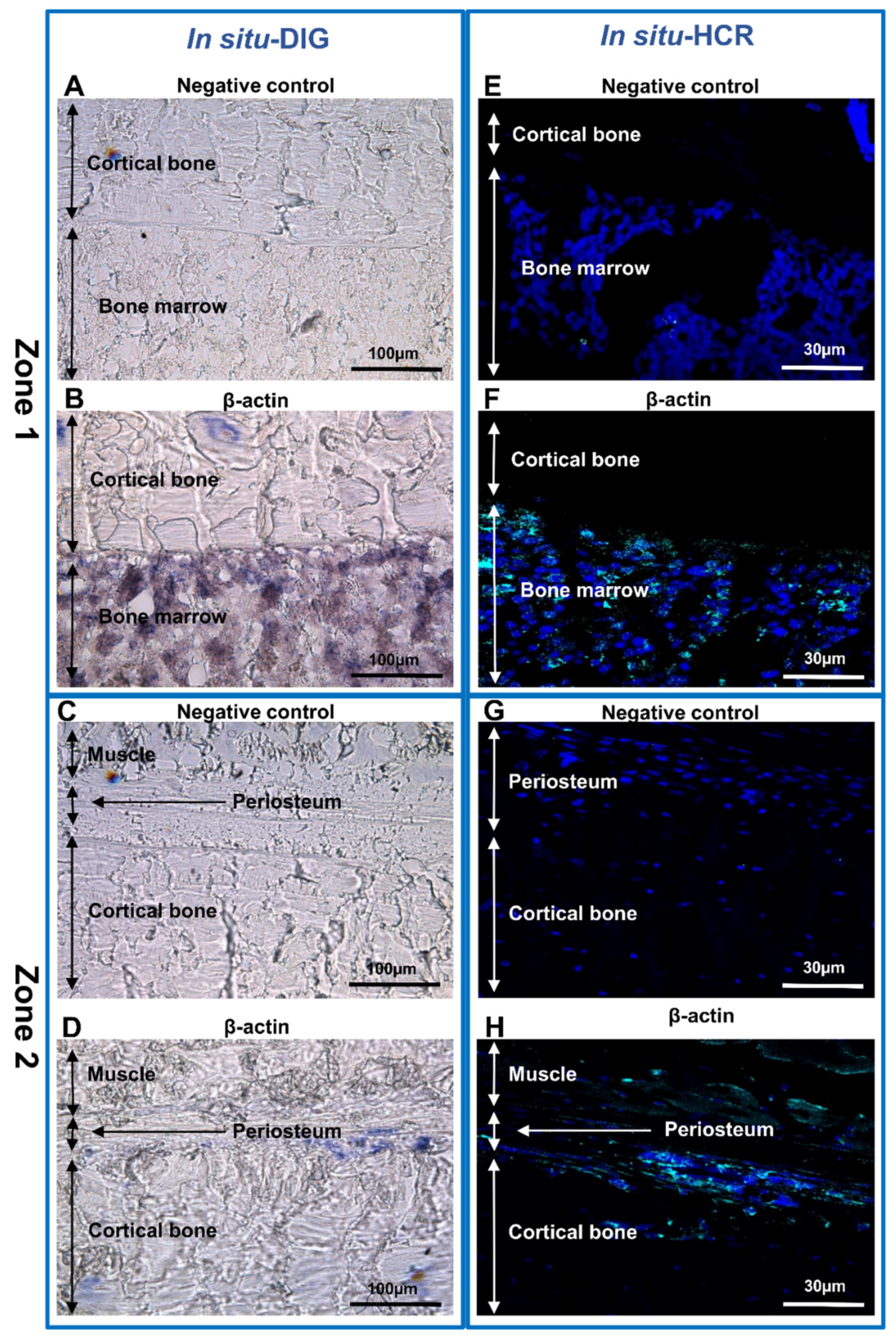 Biomedicines 10 00484 g004