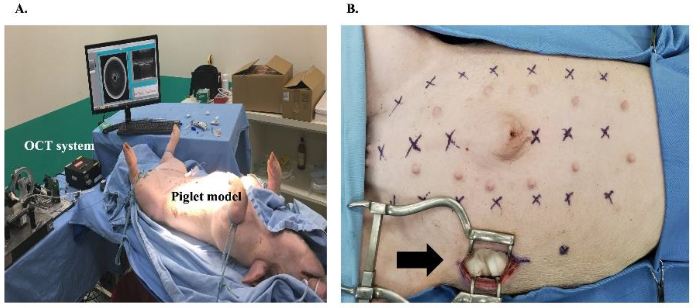Biomedicines 10 00485 g003 550