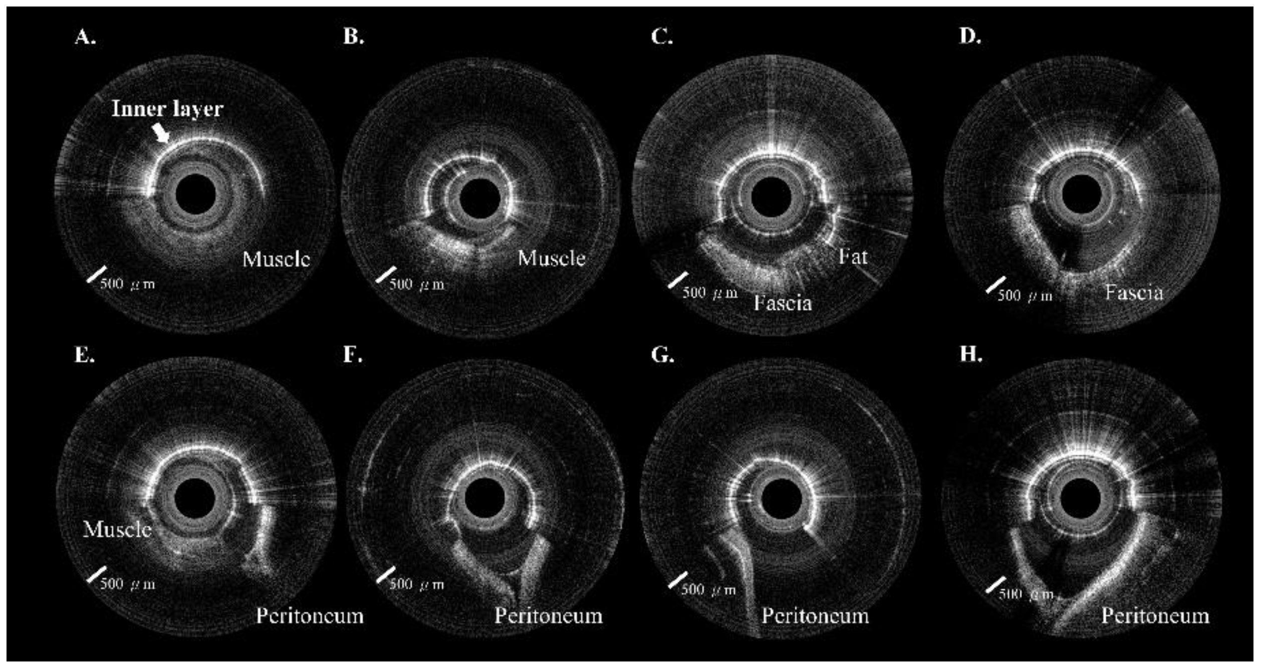 Biomedicines 10 00485 g004 550