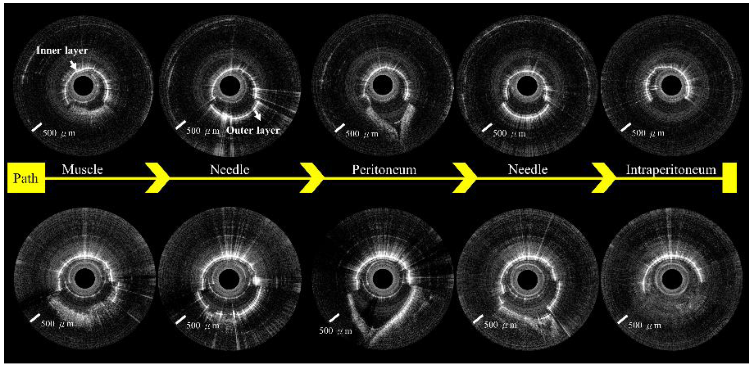Biomedicines 10 00485 g008 550
