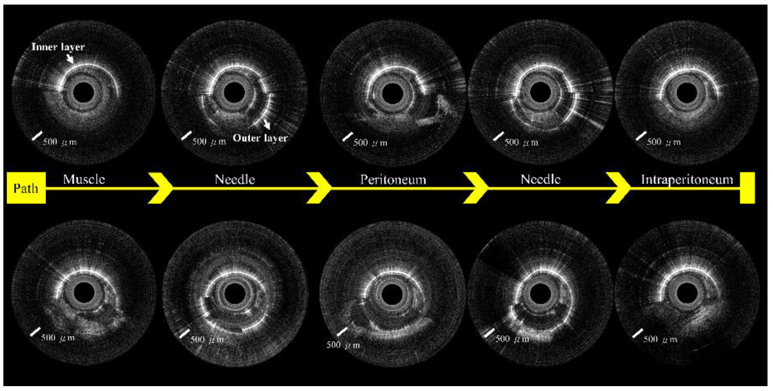 Biomedicines 10 00485 g009 550