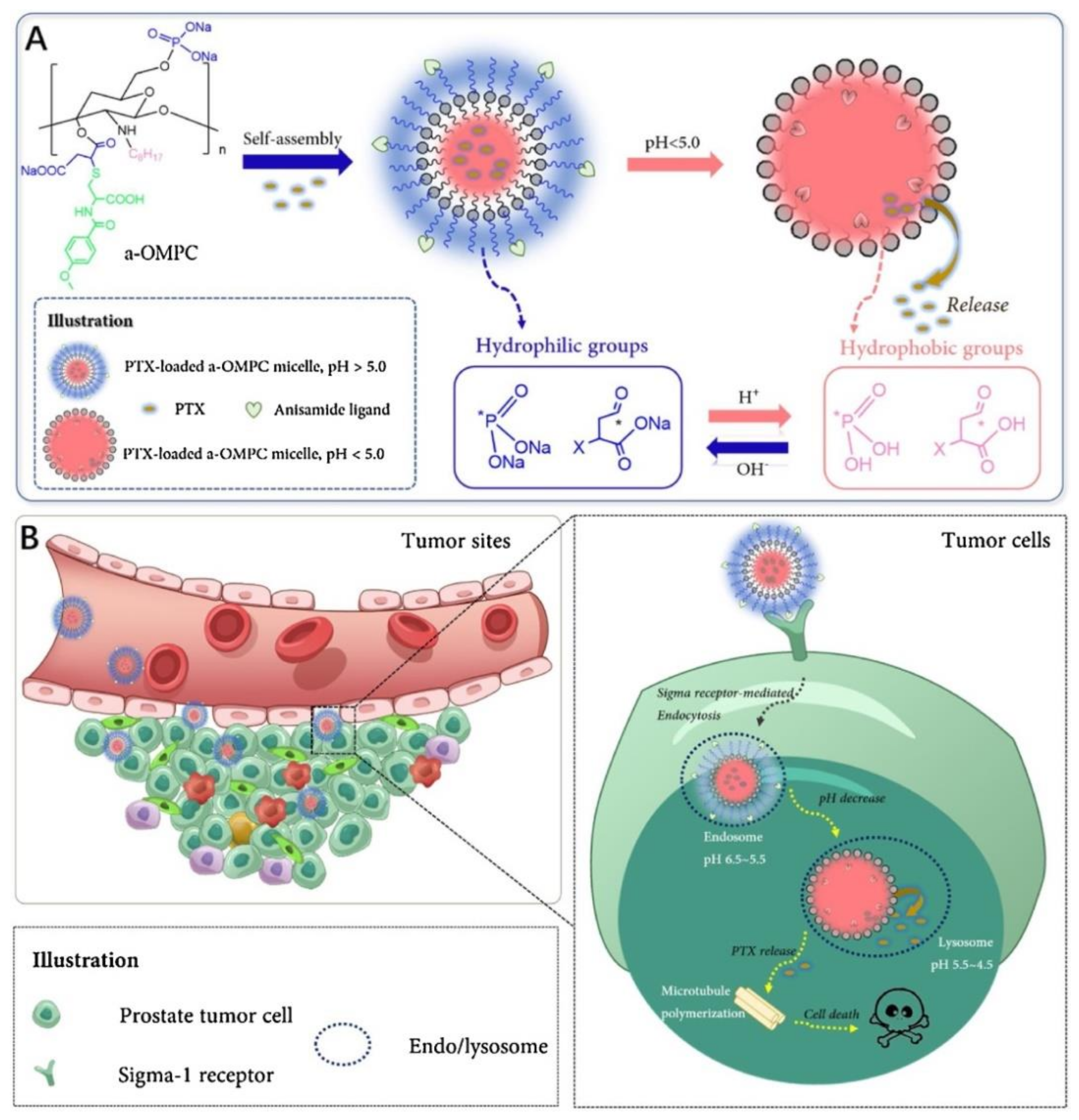Biomedicines 10 00486 g004 Biomedicines 10 00486 g004