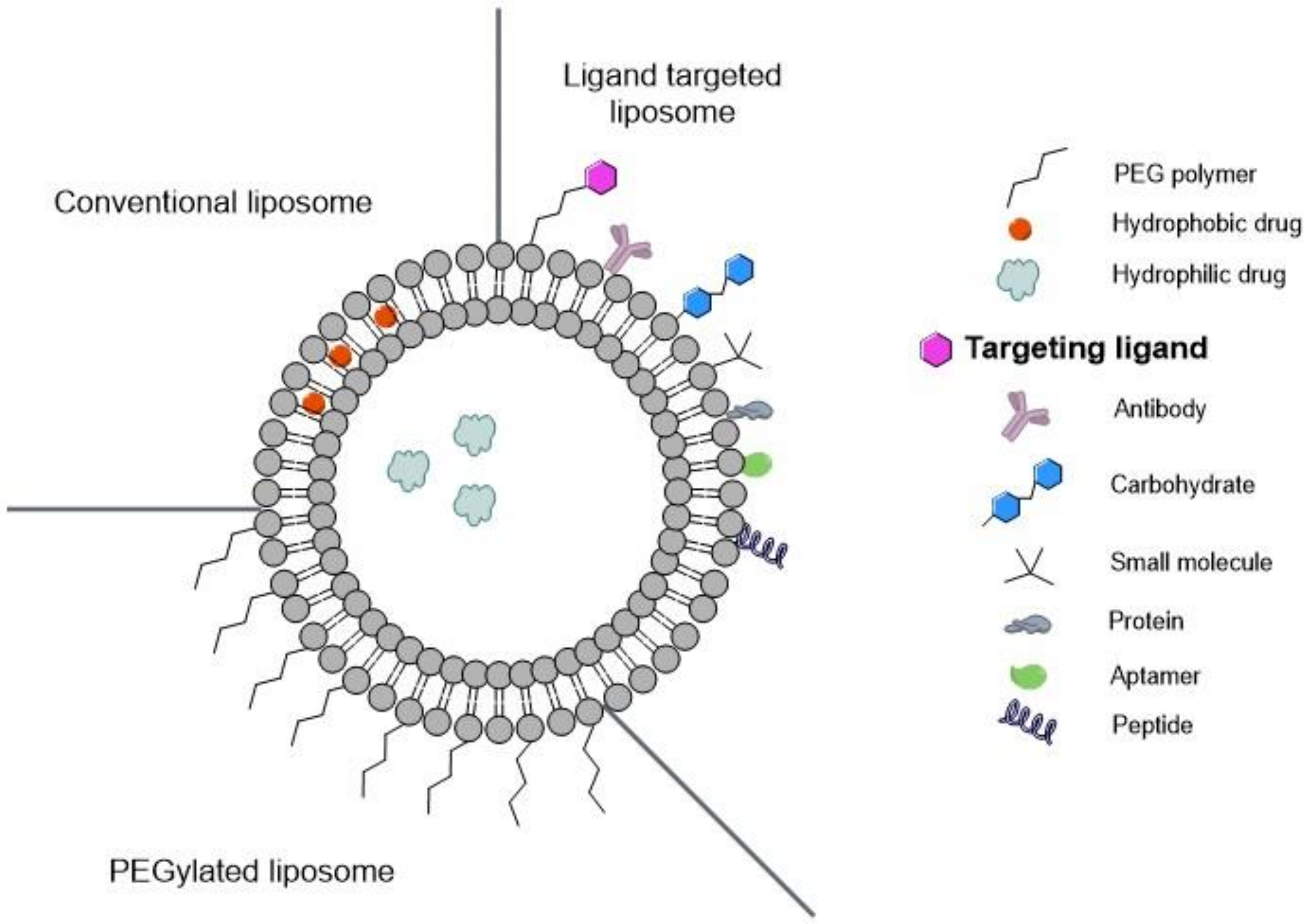 Biomedicines 10 00486 g008 Biomedicines 10 00486 g008