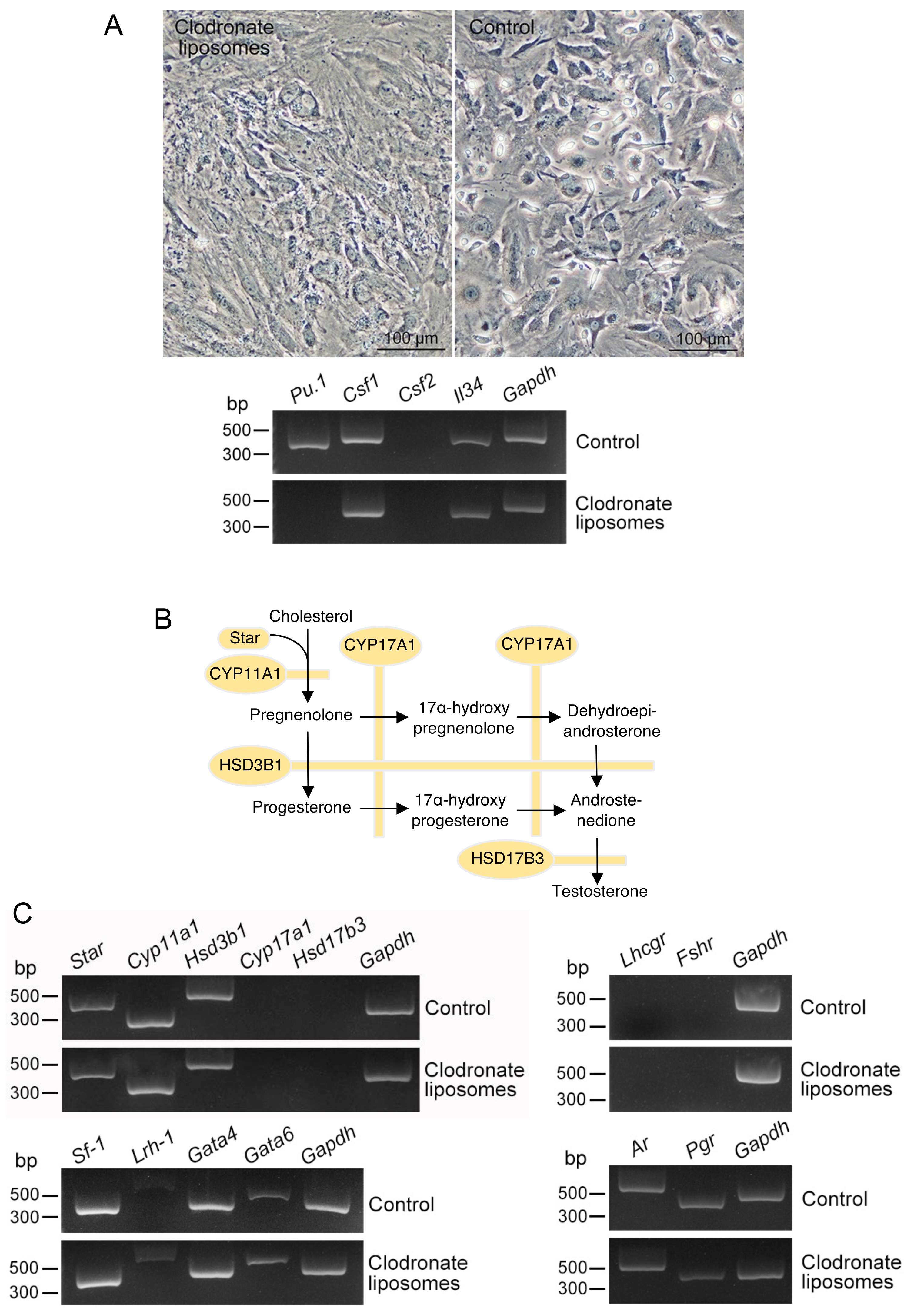 Biomedicines 10 00487 g004