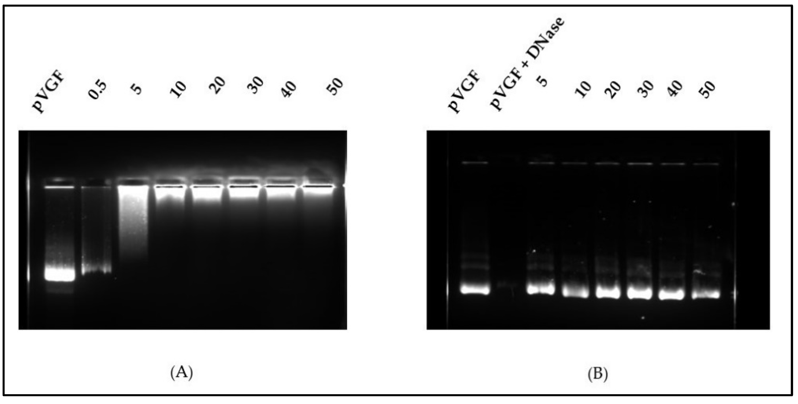 Biomedicines 10 00493 g003 550
