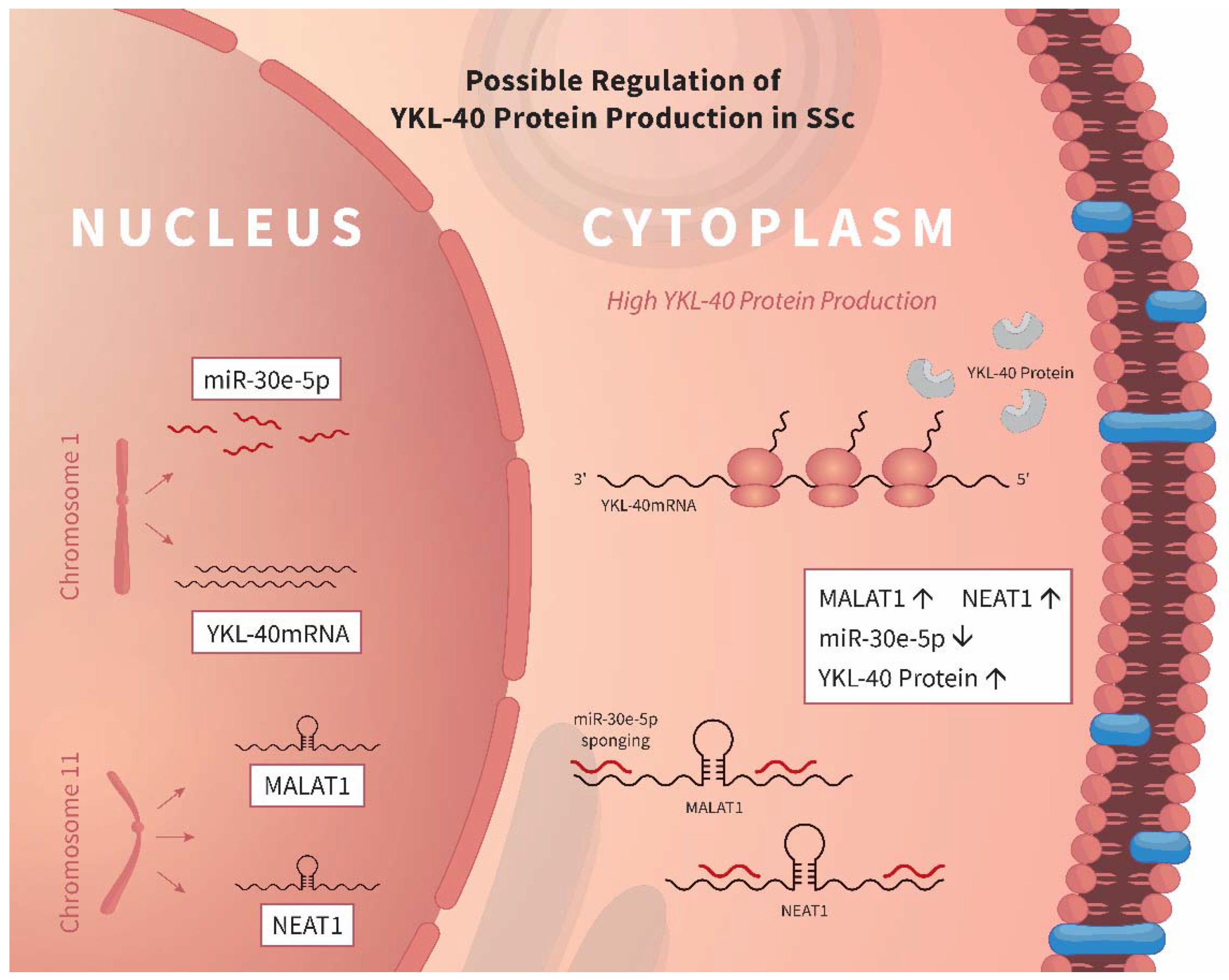 Biomedicines 10 00496 g006 550