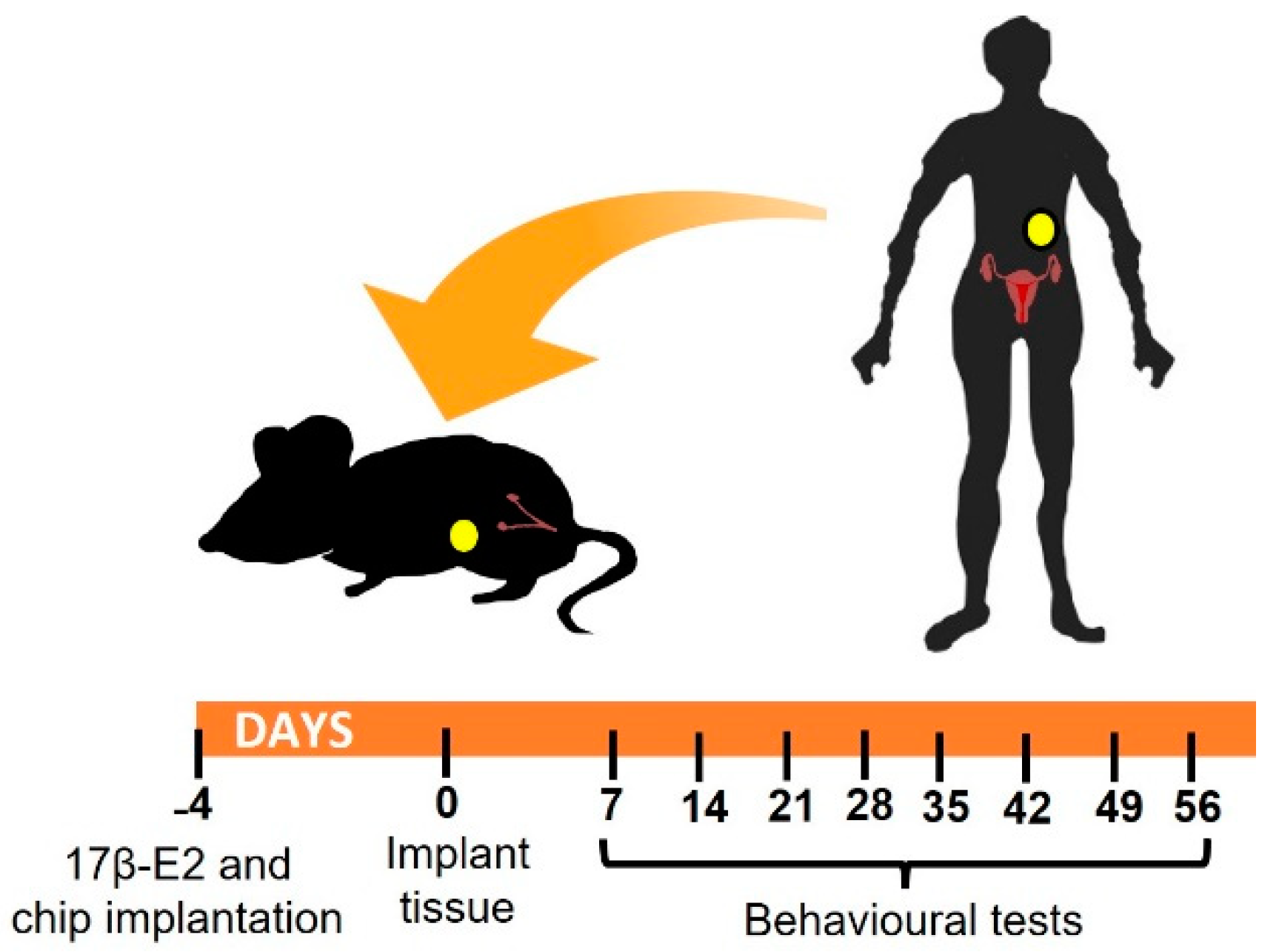 Biomedicines 10 00501 g001 550