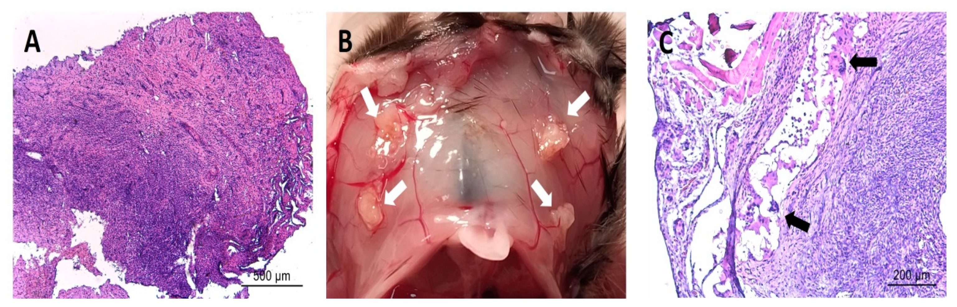 Biomedicines 10 00501 g006 550