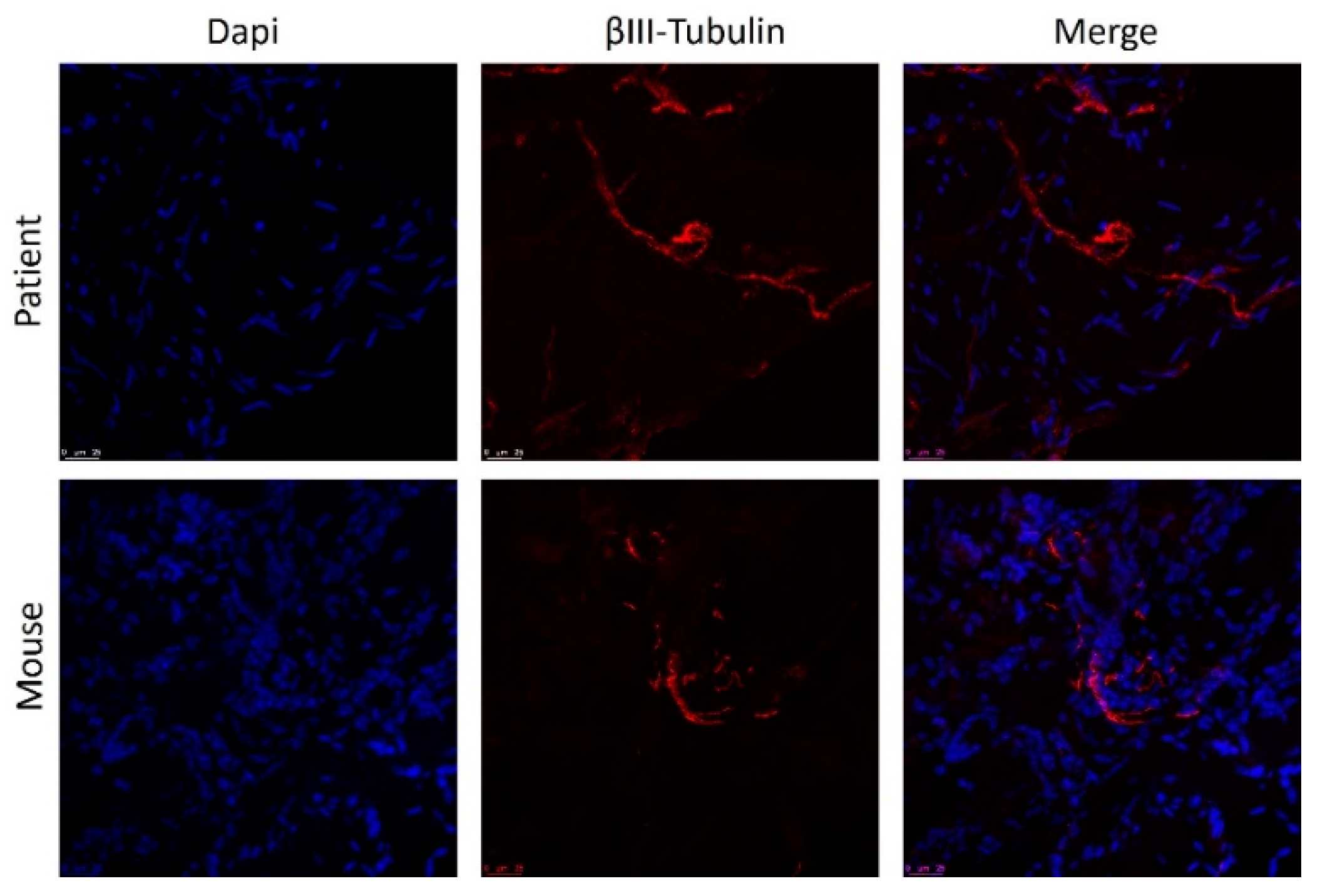 Biomedicines 10 00501 g007 550
