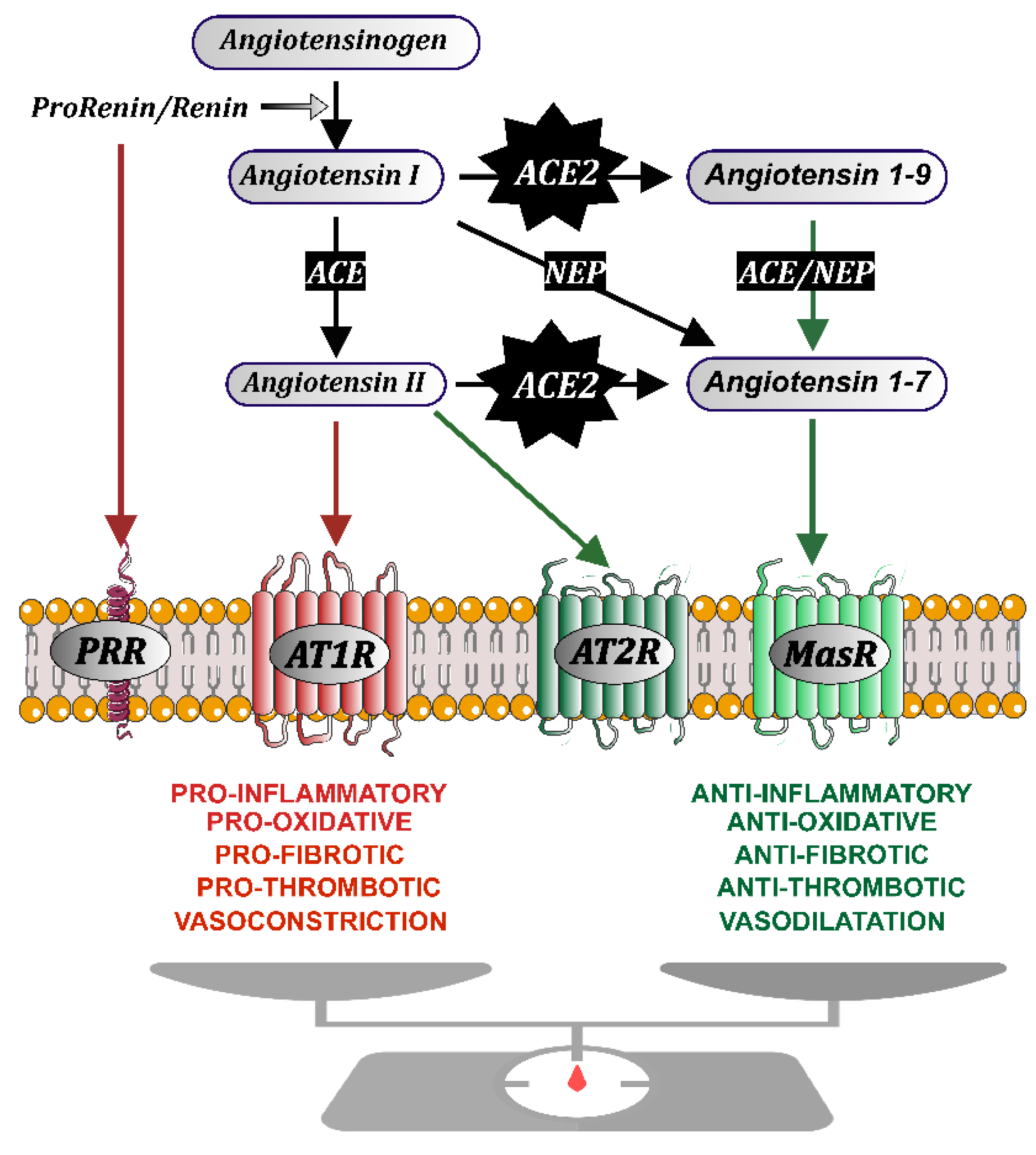 Biomedicines 10 00502 g001