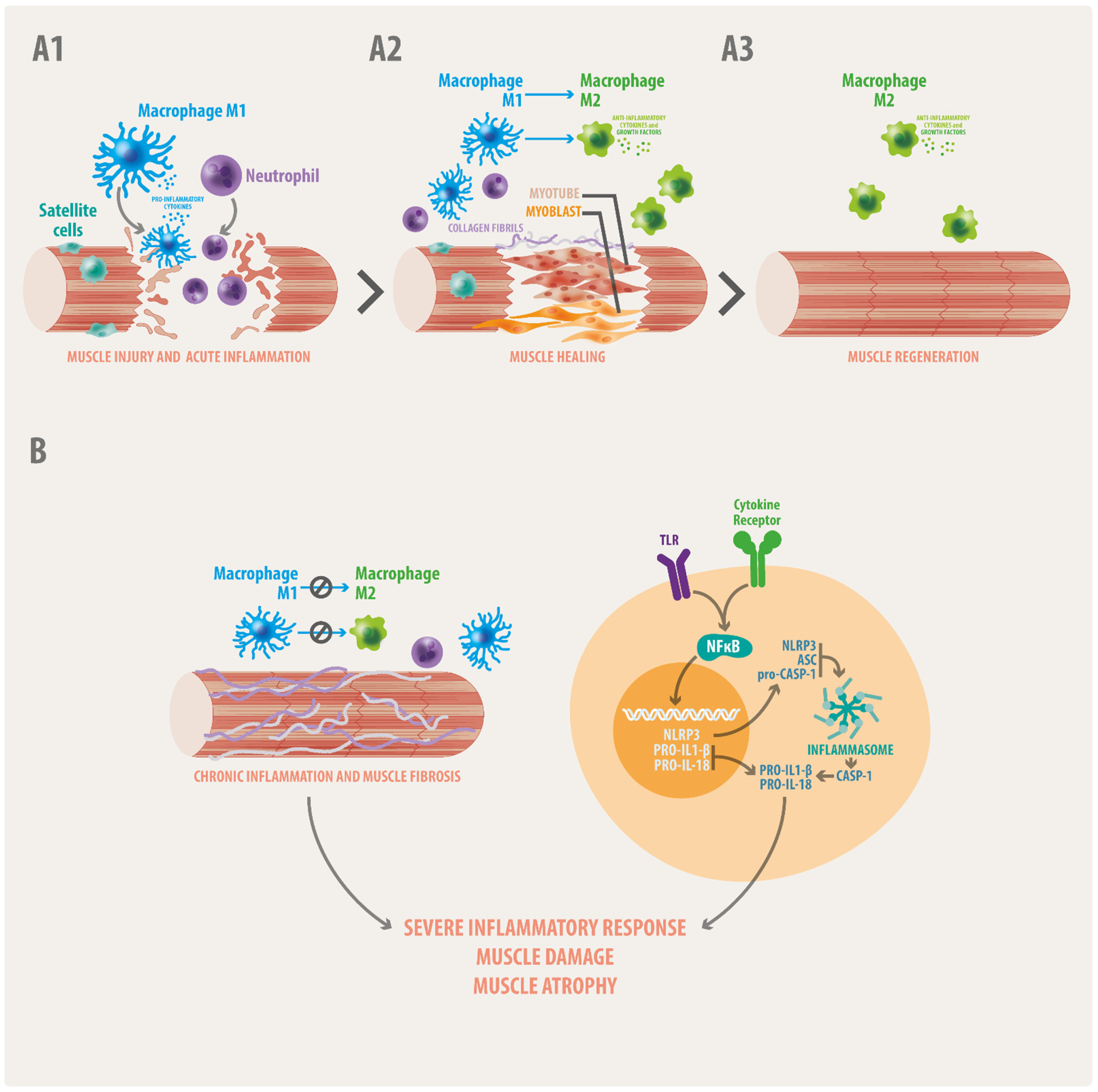 Biomedicines 10 00507 g001 Biomedicines 10 00507 g001