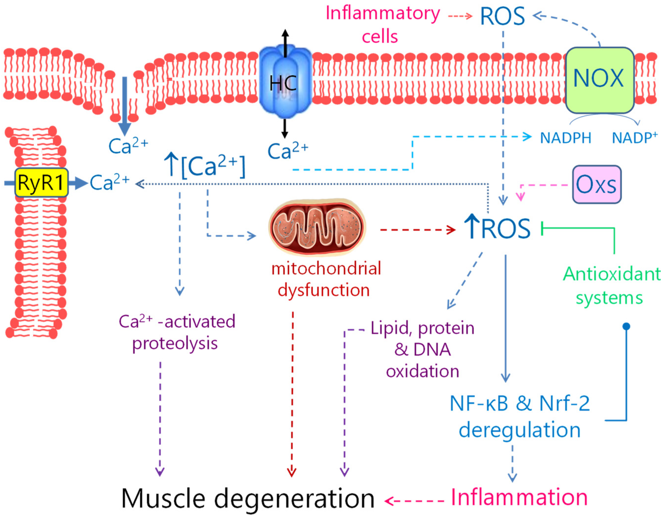 Biomedicines 10 00507 g002 Biomedicines 10 00507 g002