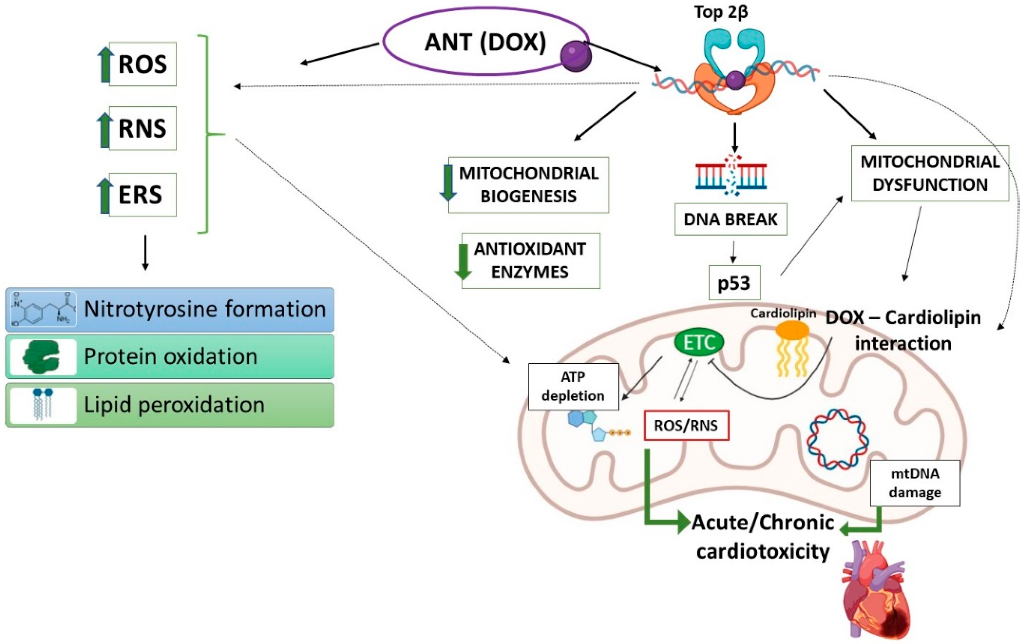 Biomedicines 10 00520 g001 Biomedicines 10 00520 g001
