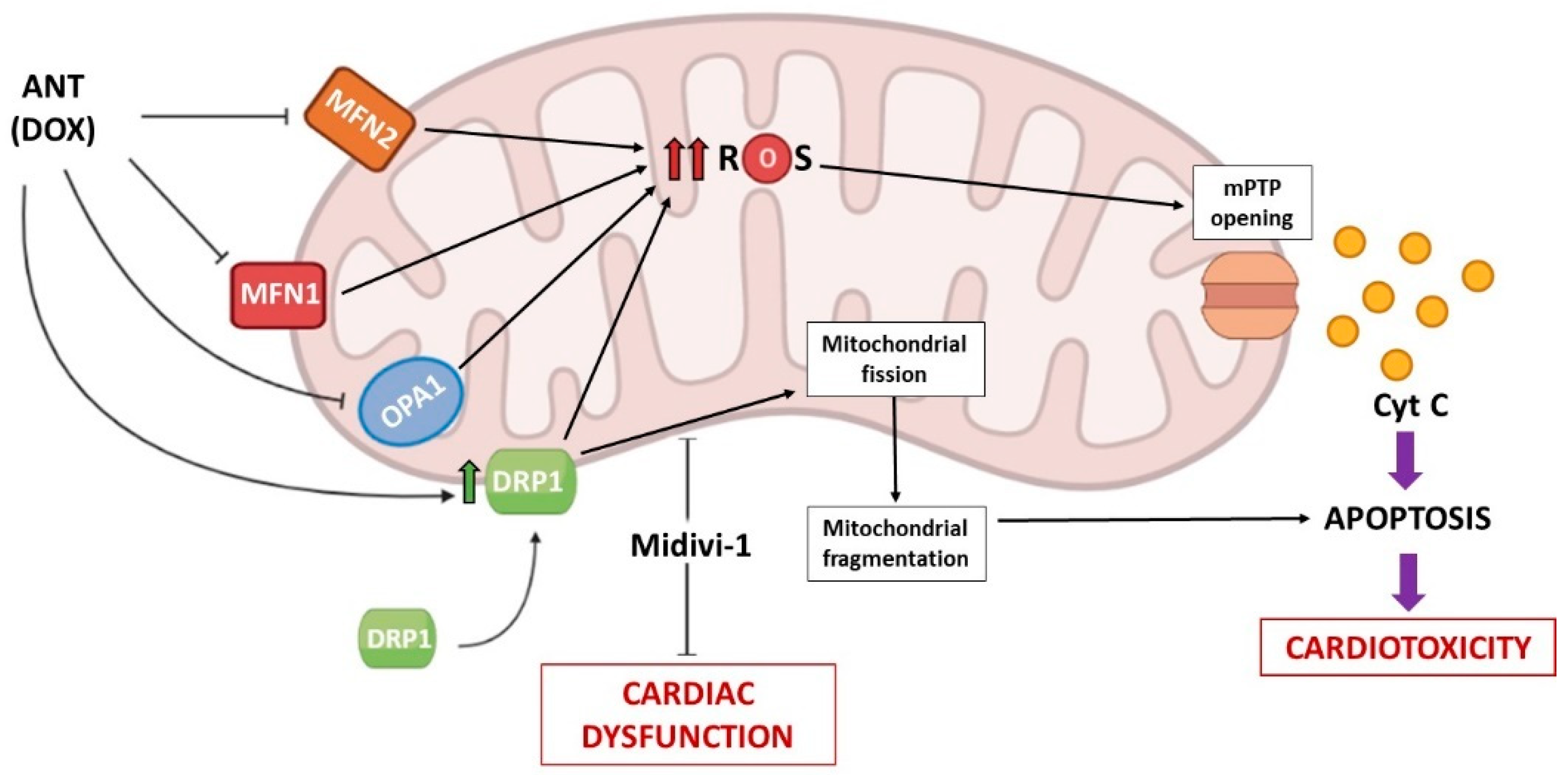 Biomedicines 10 00520 g002 Biomedicines 10 00520 g002