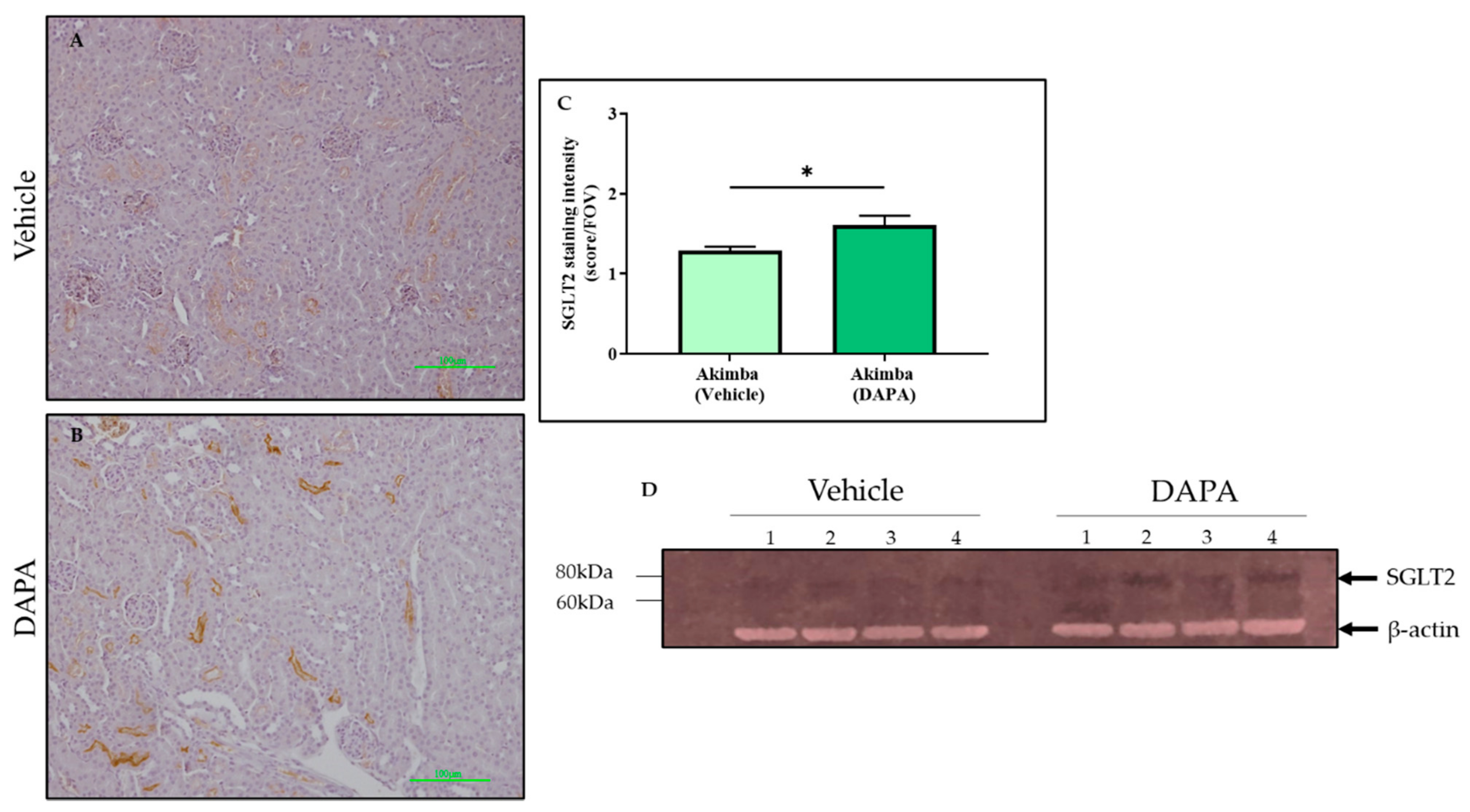 Biomedicines 10 00522 g006 Biomedicines 10 00522 g006