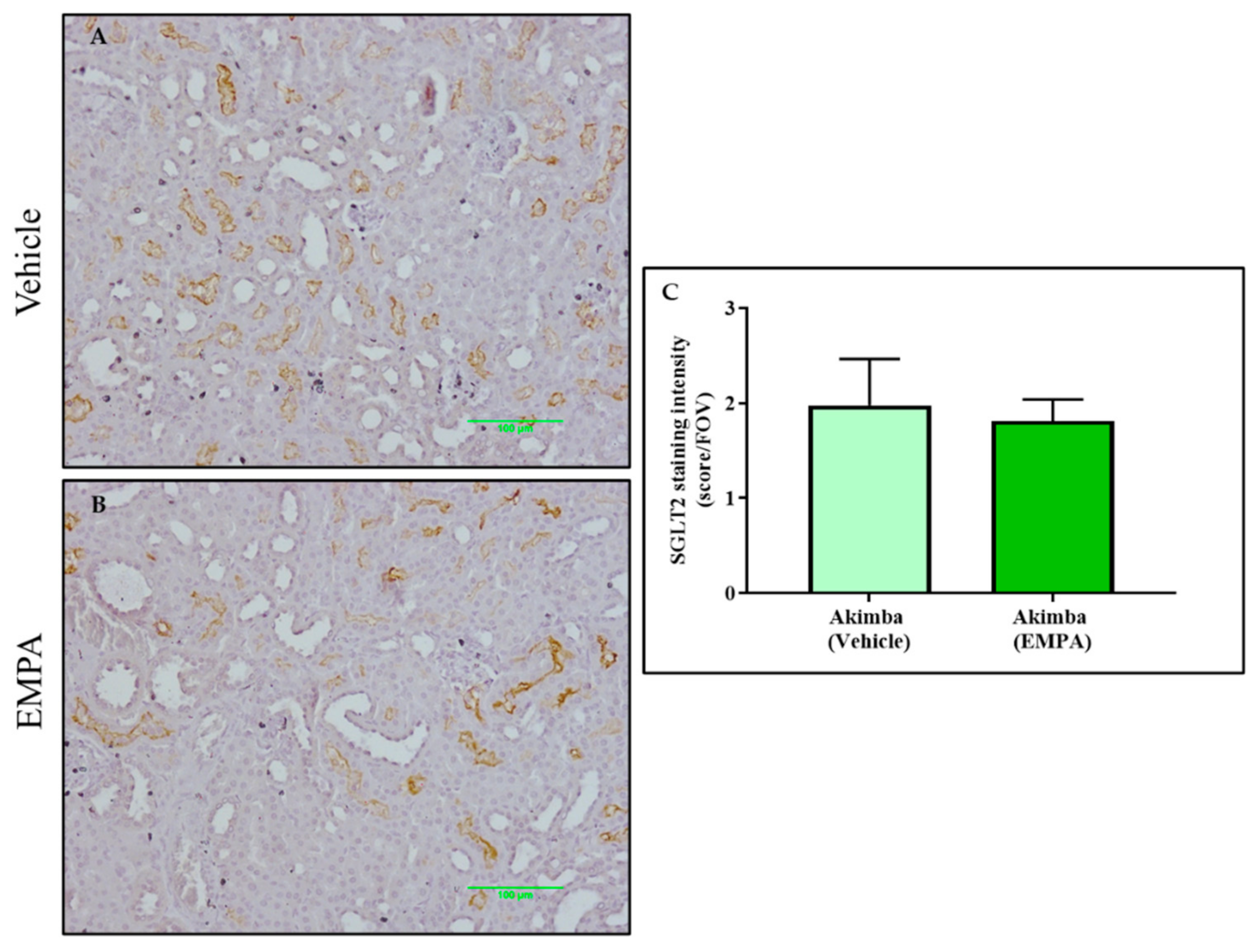 Biomedicines 10 00522 g007 Biomedicines 10 00522 g007