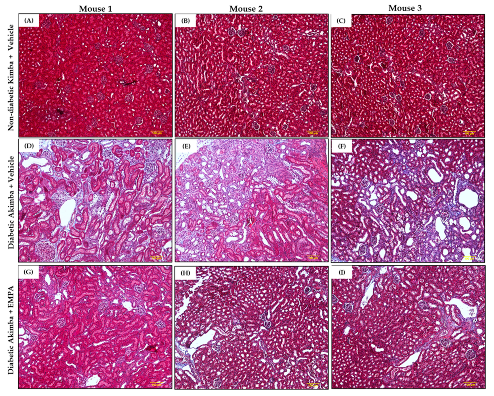 Biomedicines 10 00522 g010 Biomedicines 10 00522 g010