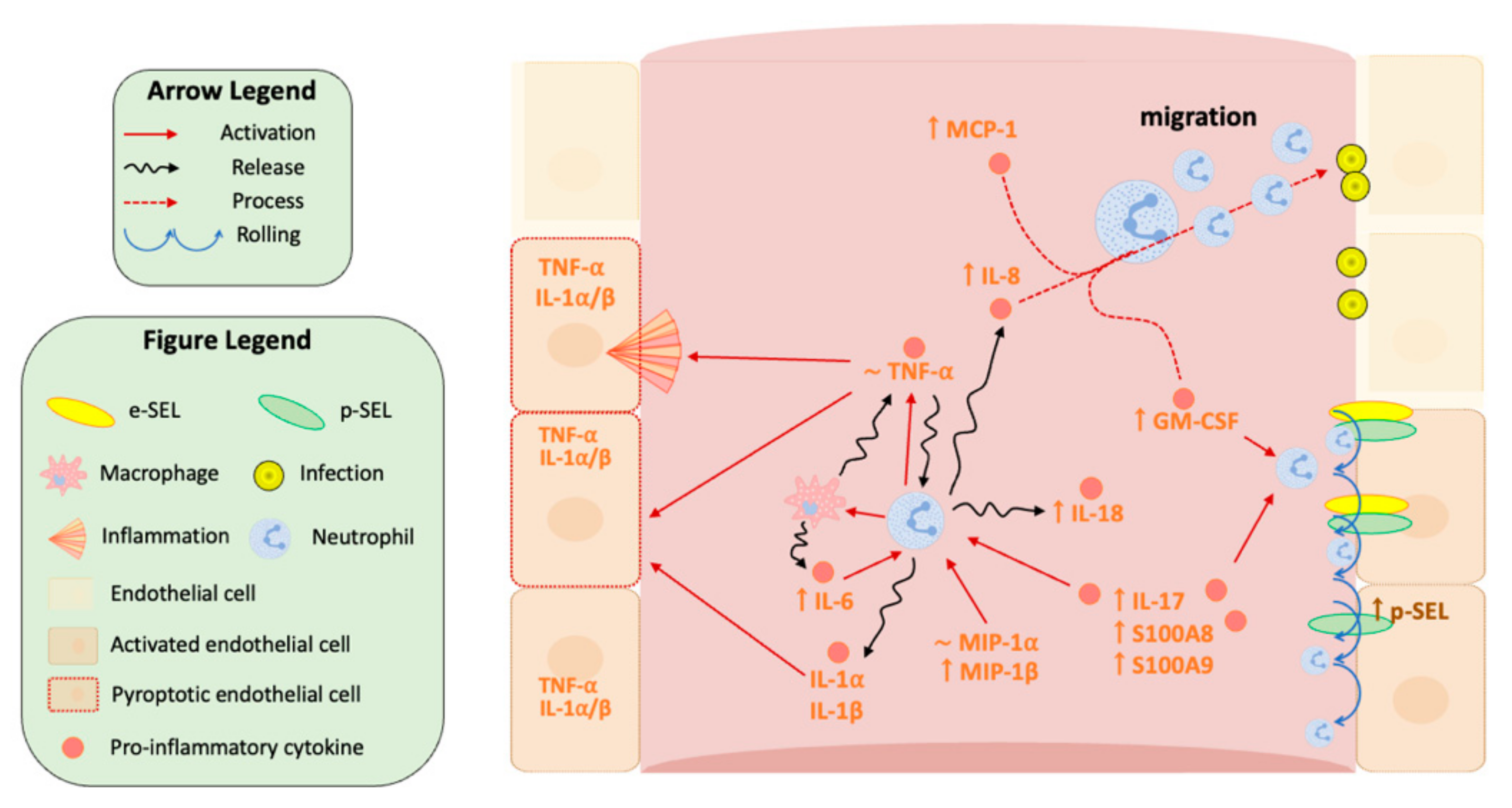 Biomedicines 10 00525 g008