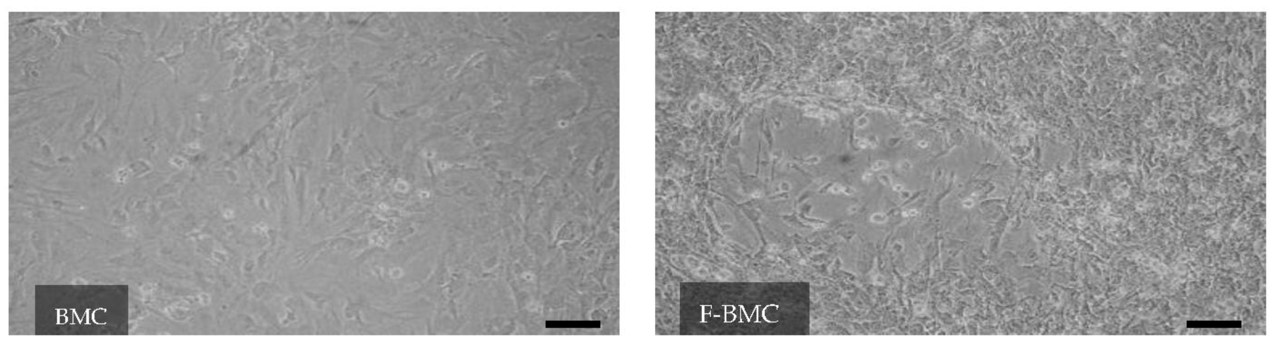 Biomedicines 10 00527 g002