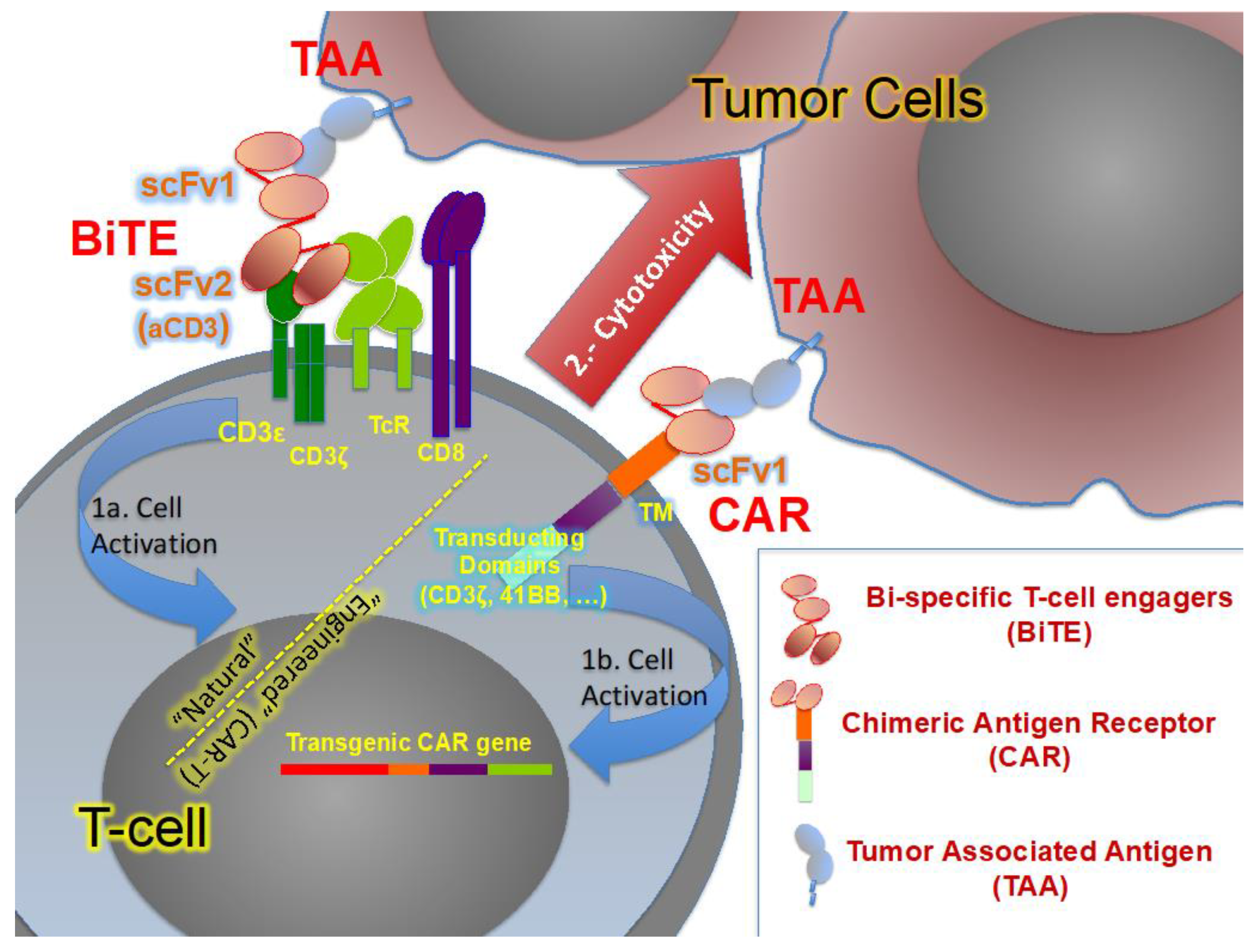 Biomedicines 10 00537 g002 Biomedicines 10 00537 g002