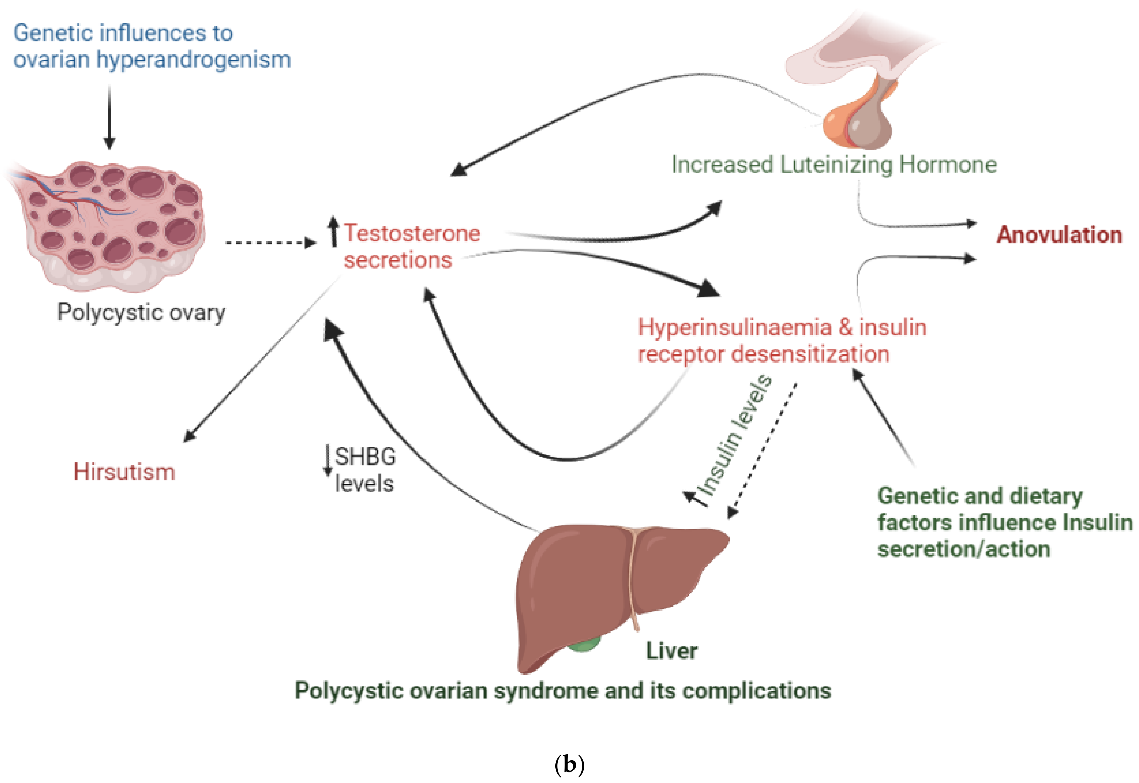 Polycystic Ovary Syndrome Archives Graphicspedia - vrogue.co