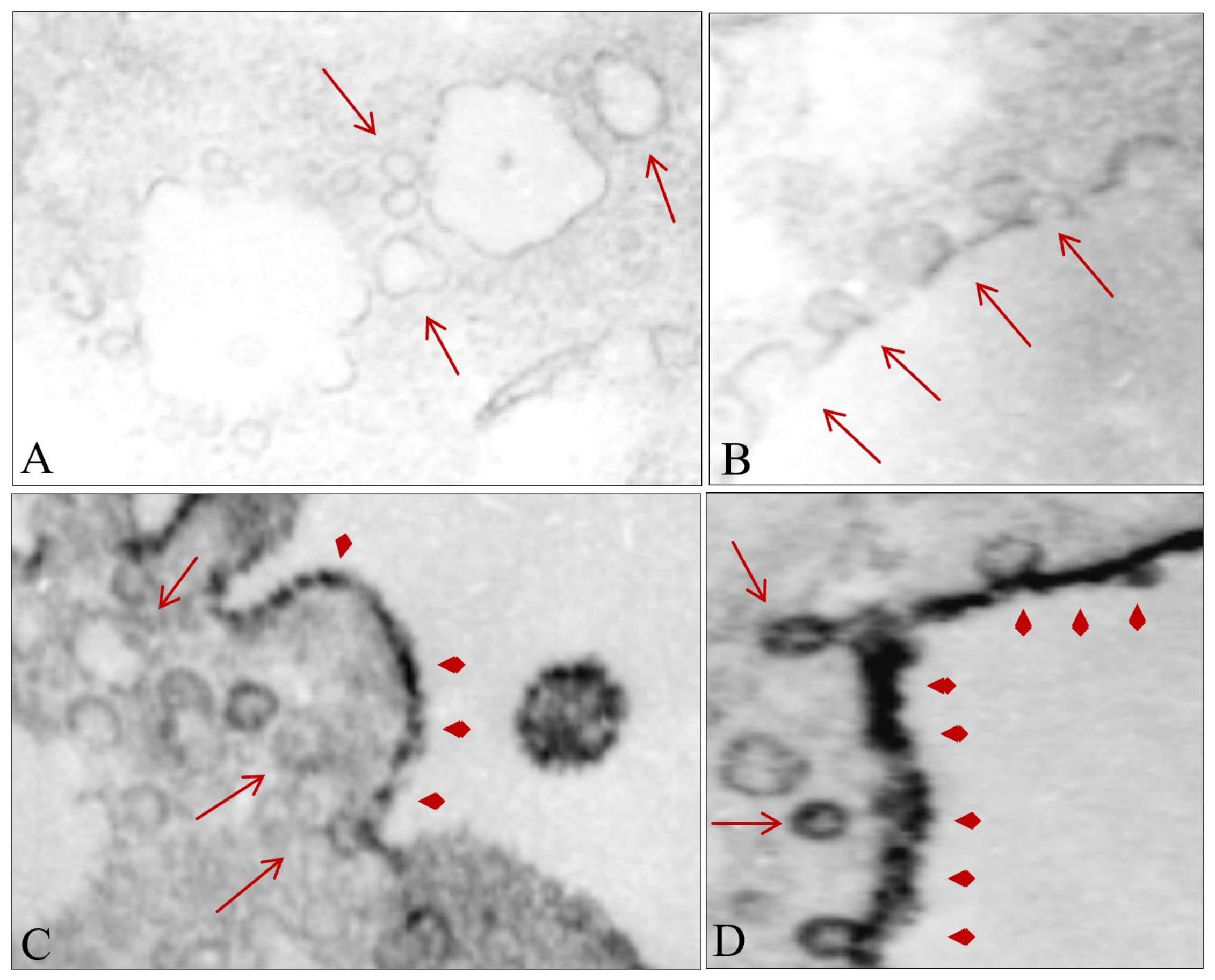 Biomedicines 10 00545 g007 Biomedicines 10 00545 g007