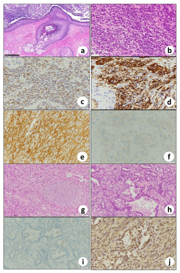 Biomedicines 10 00547 g004 550
