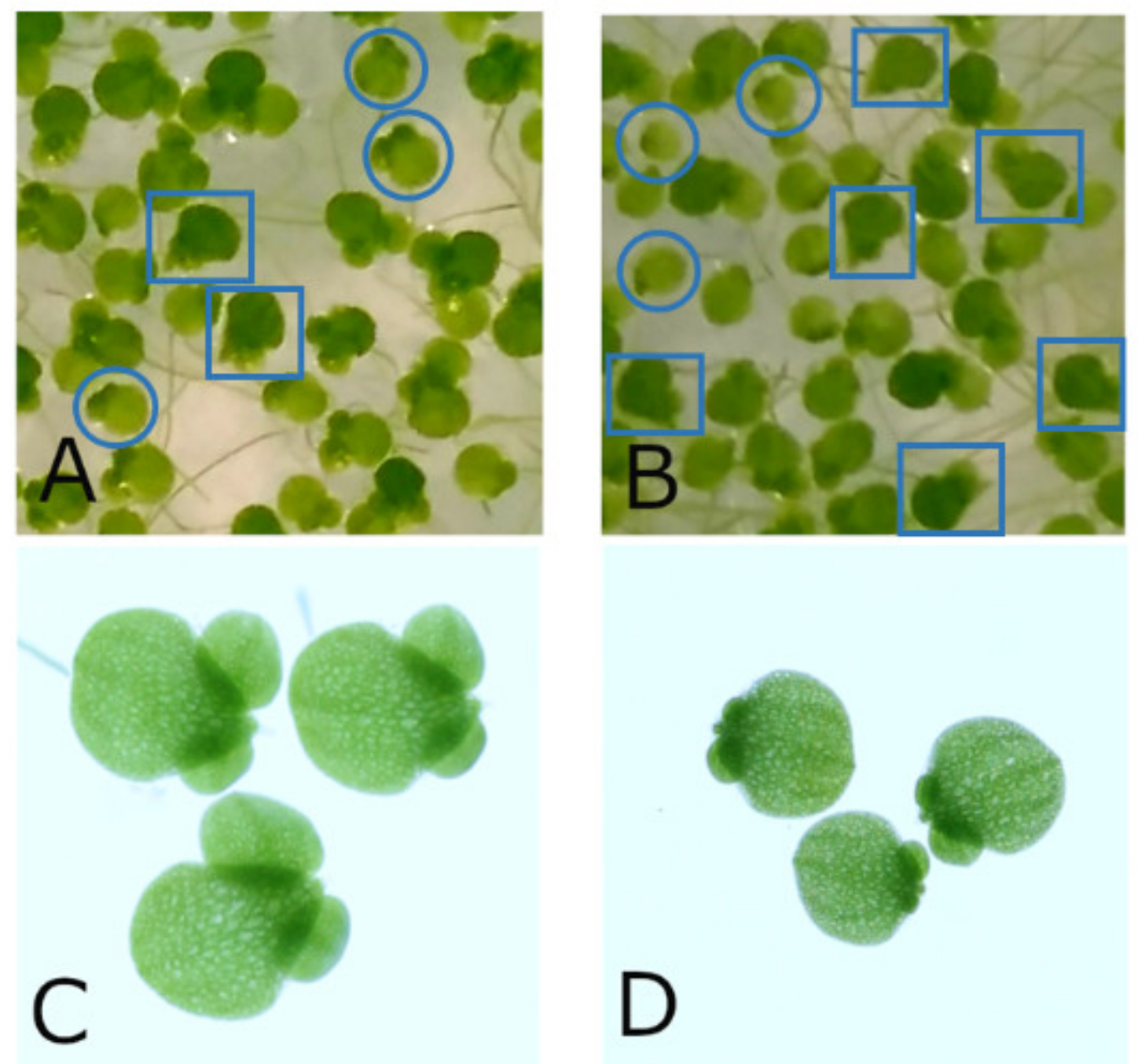 Biomedicines 10 00552 g003