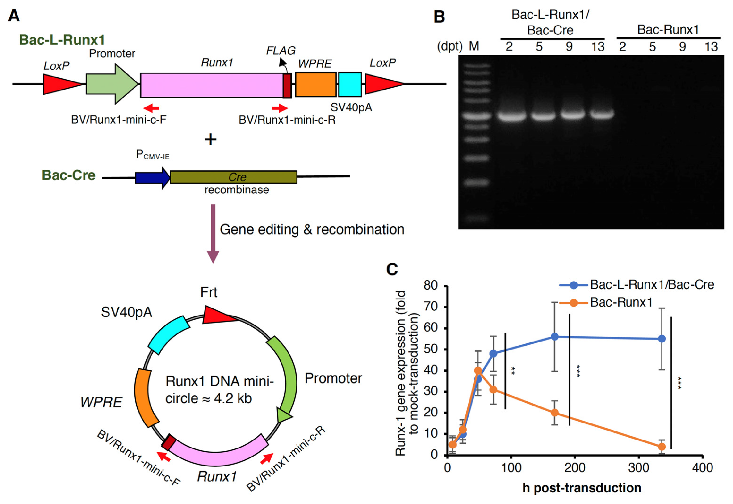 Biomedicines 10 00555 g001 Biomedicines 10 00555 g001