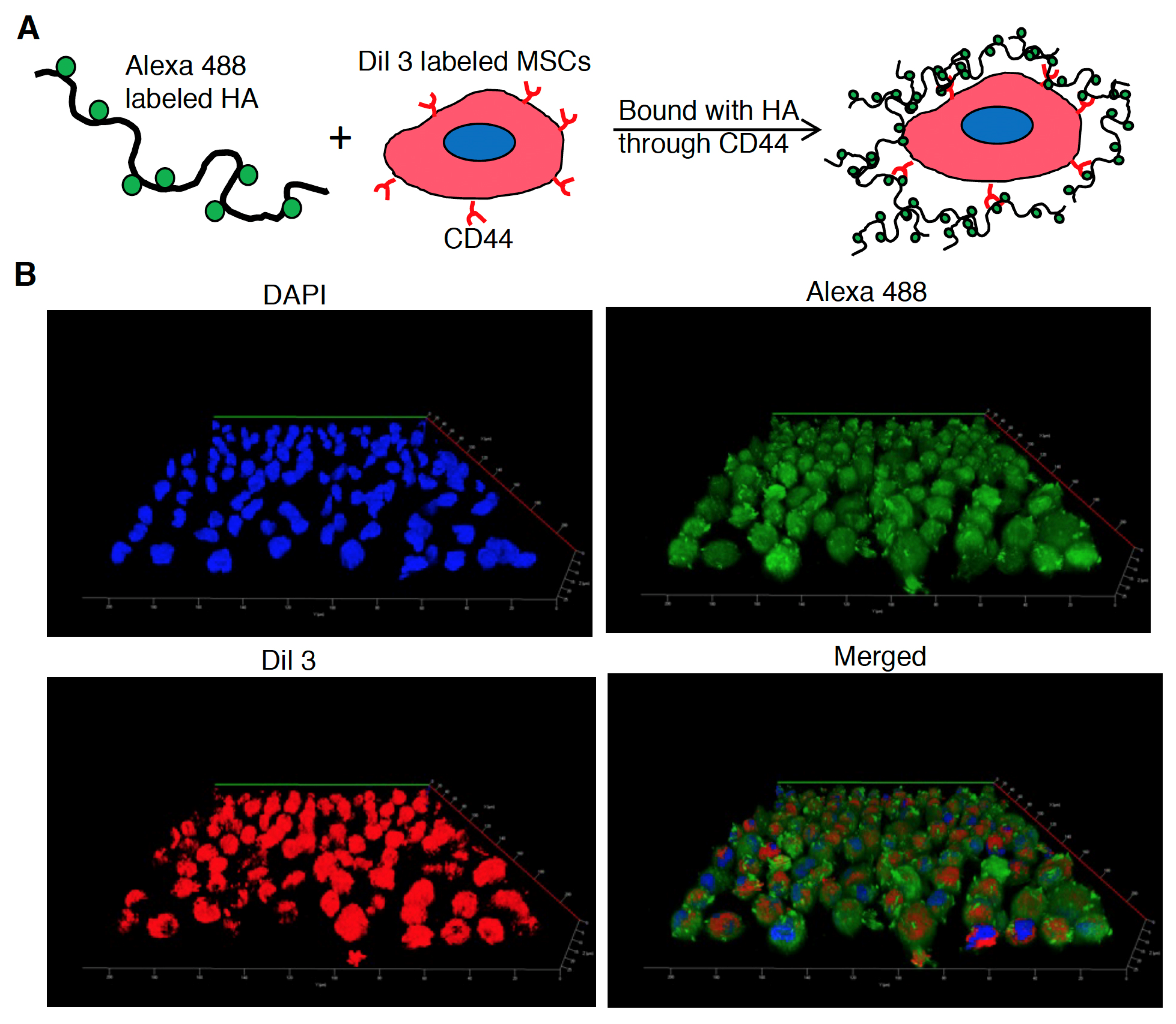 Biomedicines 10 00555 g005 Biomedicines 10 00555 g005