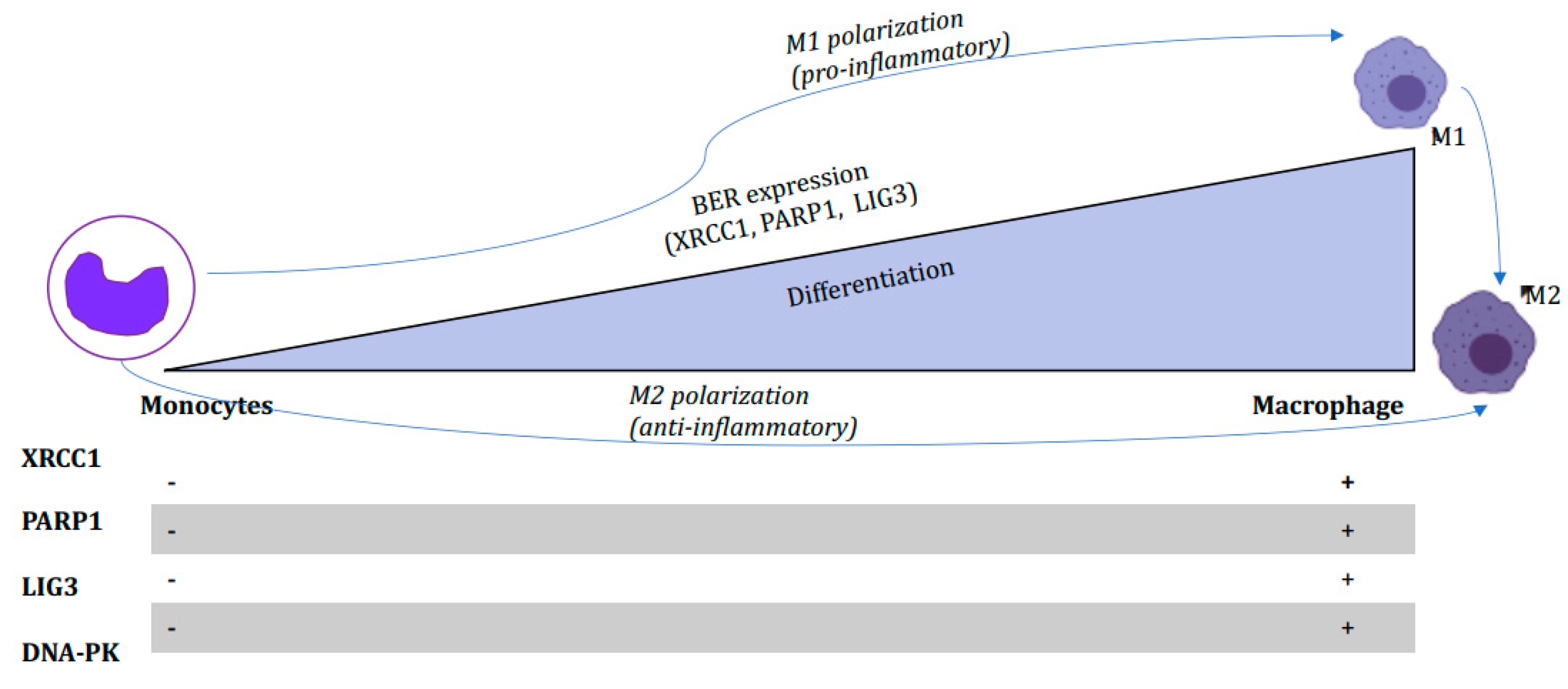 Biomedicines 10 00557 g001