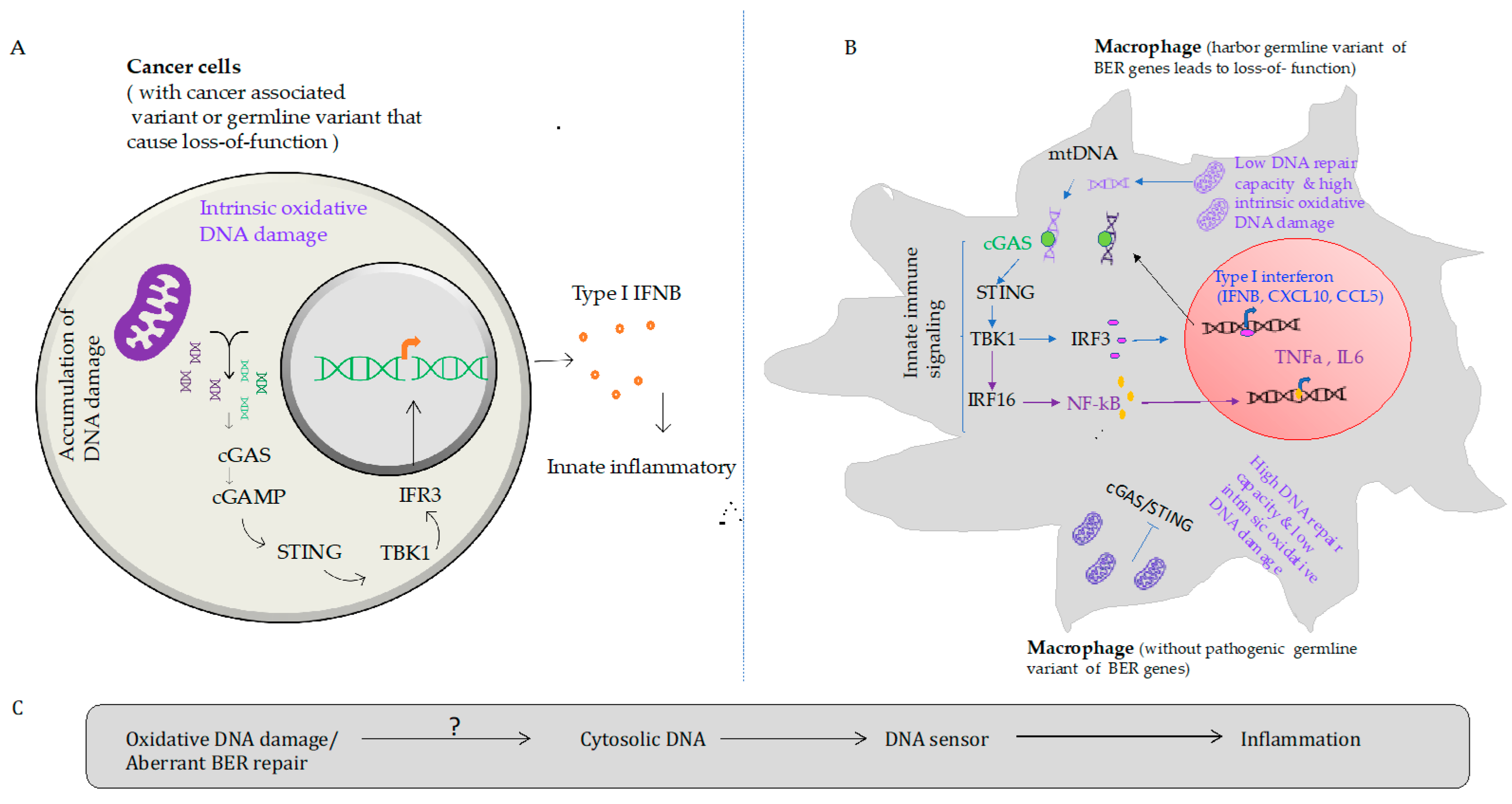 Biomedicines 10 00557 g002