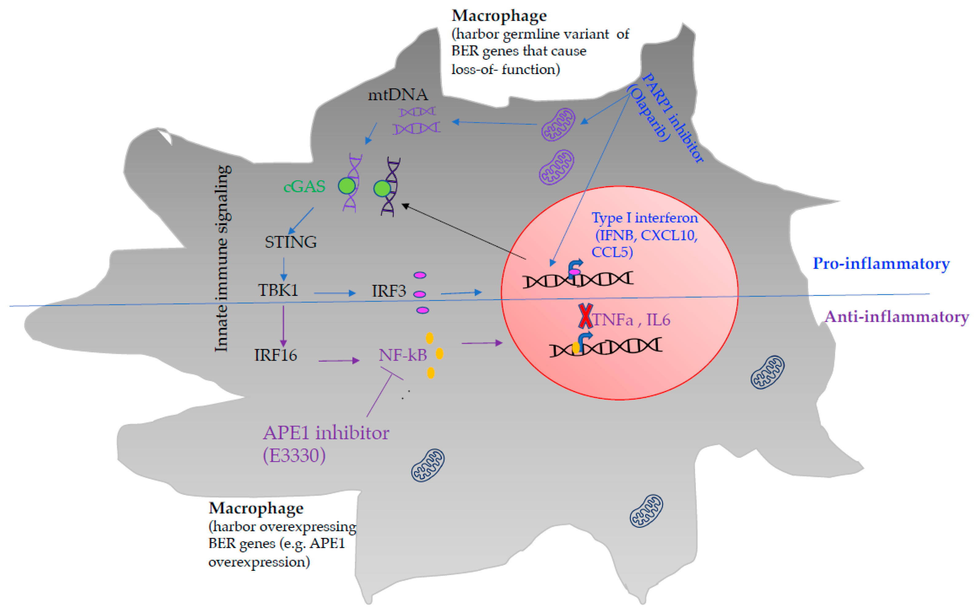 Biomedicines 10 00557 g004